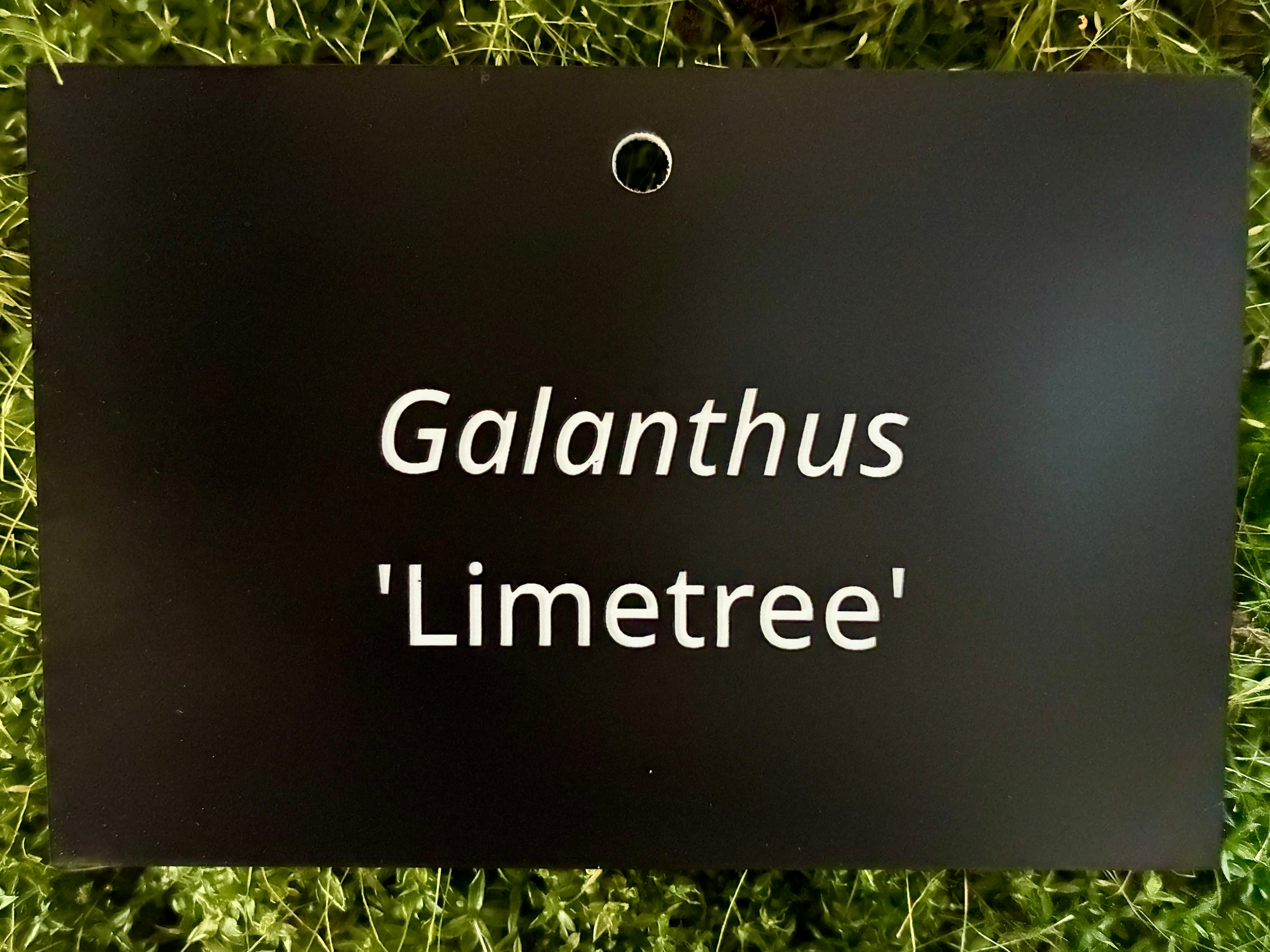 Galanthus 'Limetree' - Plant label