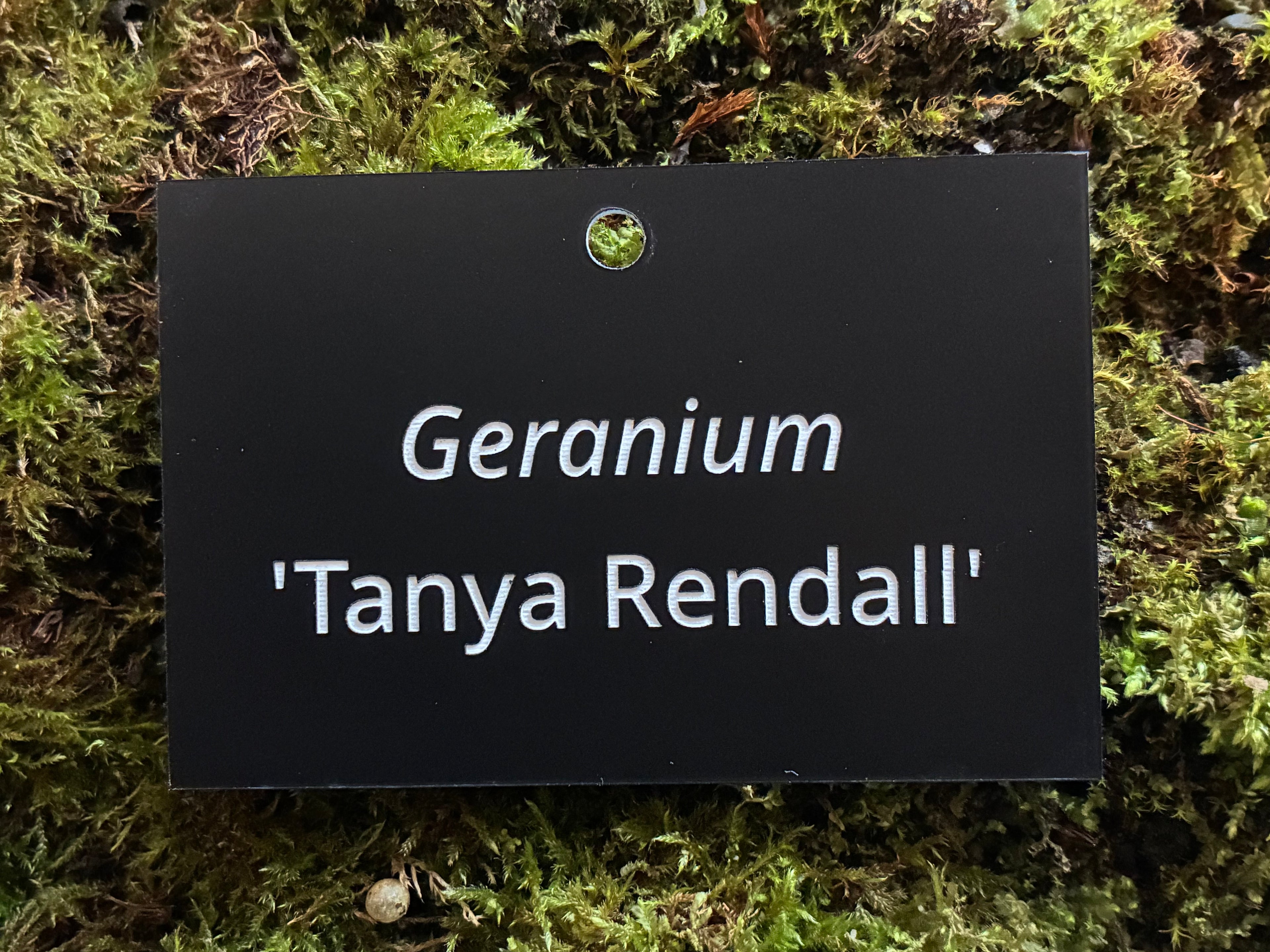 Geranium 'Tanya Rendall' - Plant label