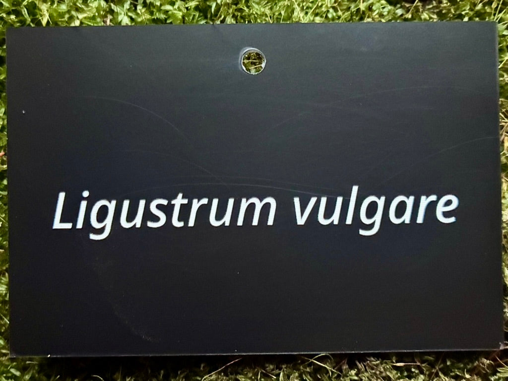 Ligustrum vulgare - Plant label
