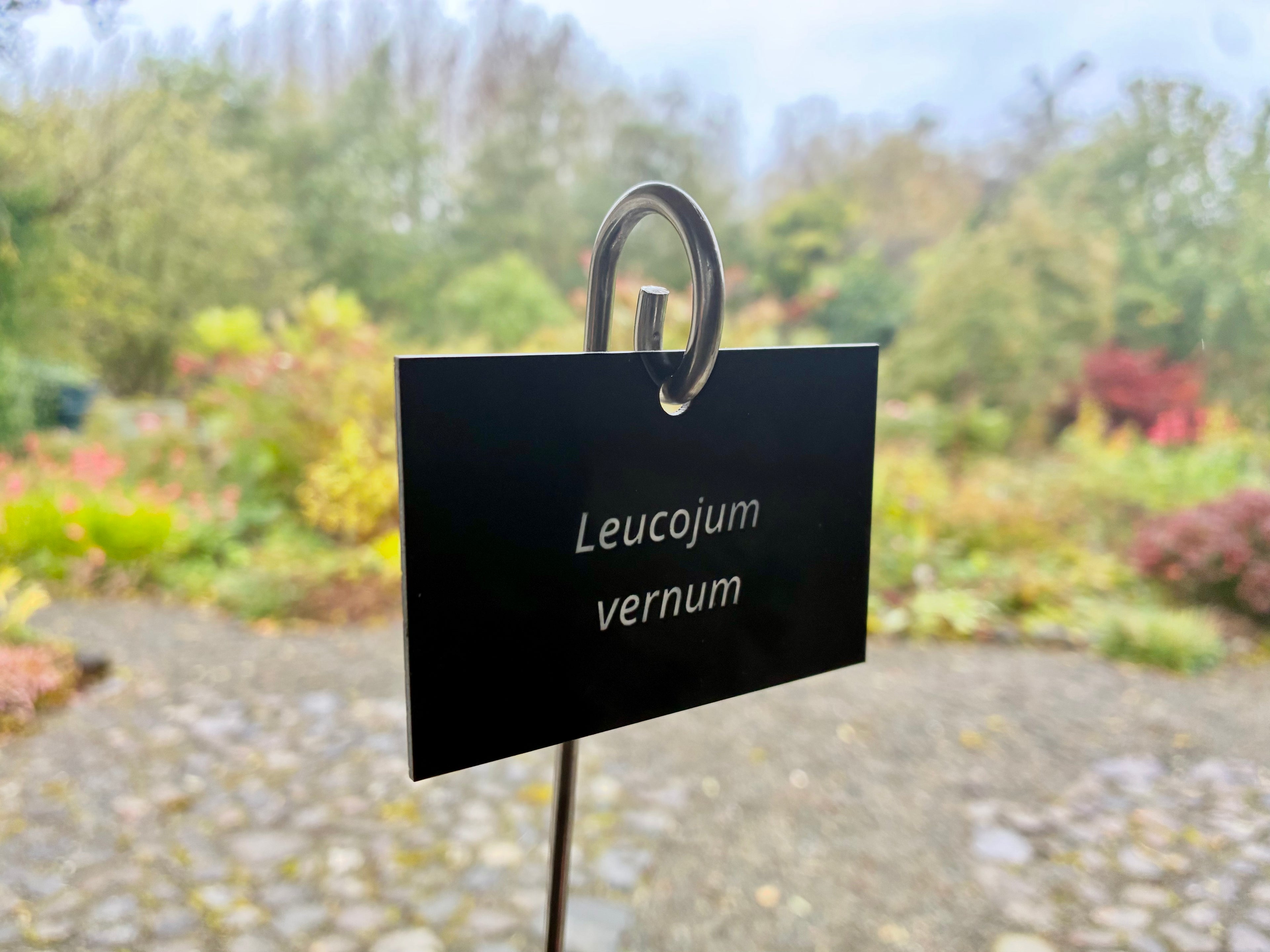 Leucojum vernum - Plant label