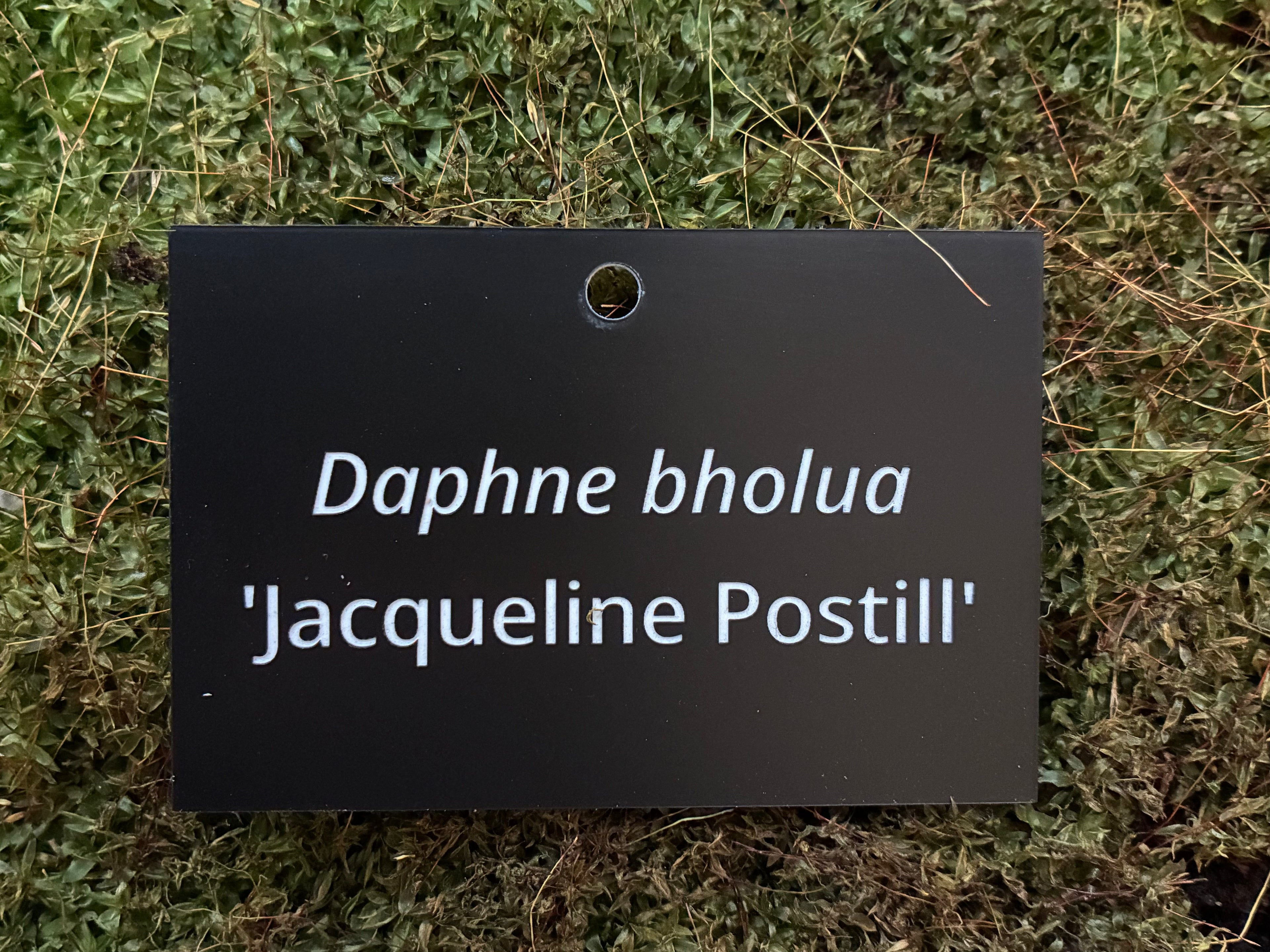 Daphne bholua 'Jacqueline Postill' - Plant label