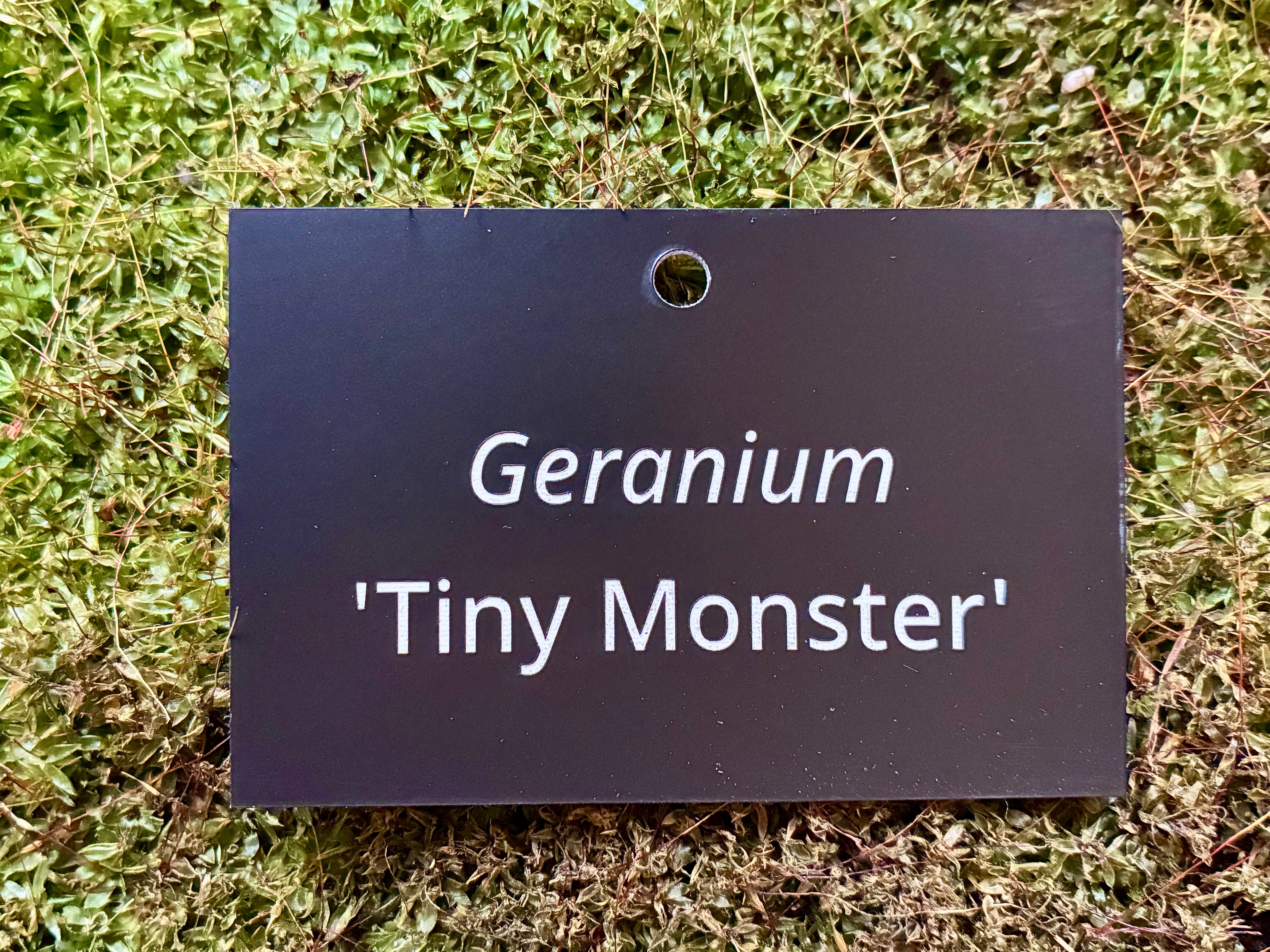 Geranium 'Tiny Monster' - Plant label