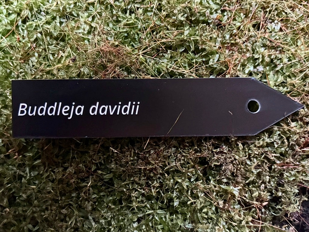Buddleja davidii - Plant label