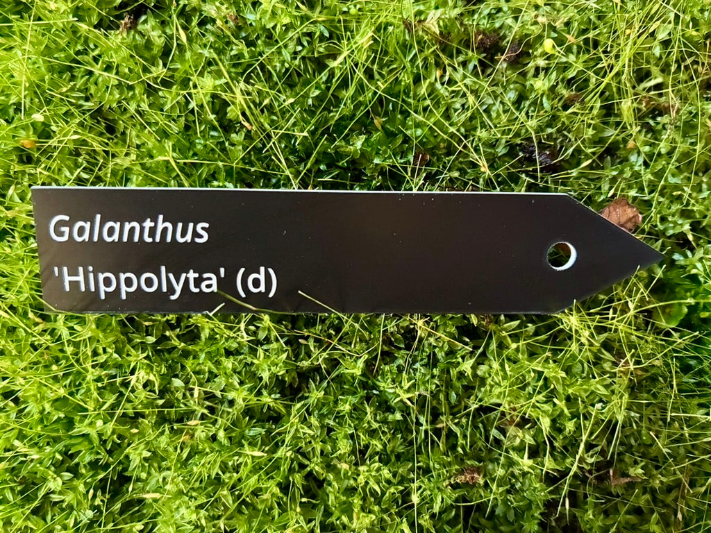 Galanthus 'Hippolyta' (d) - Plant label