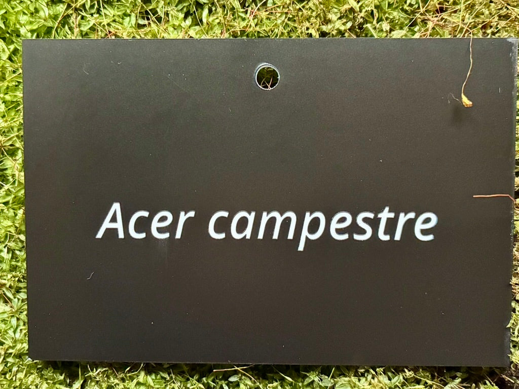Acer campestre - Plant label