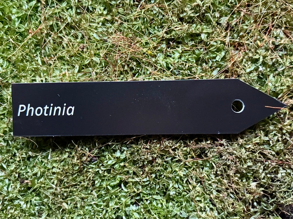 Photinia - Plant label
