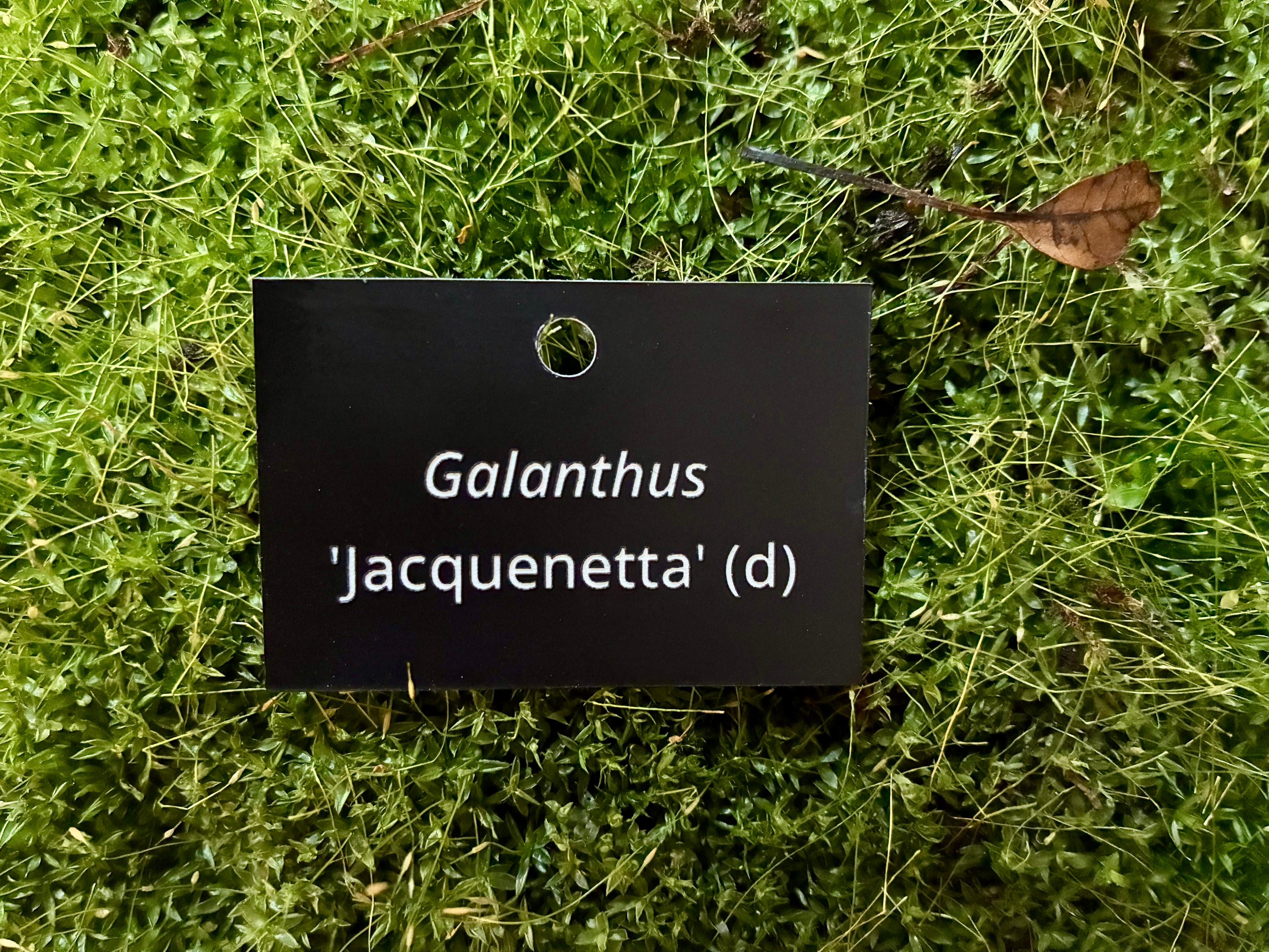 Galanthus 'Jaquenetta' (d) - Plant label
