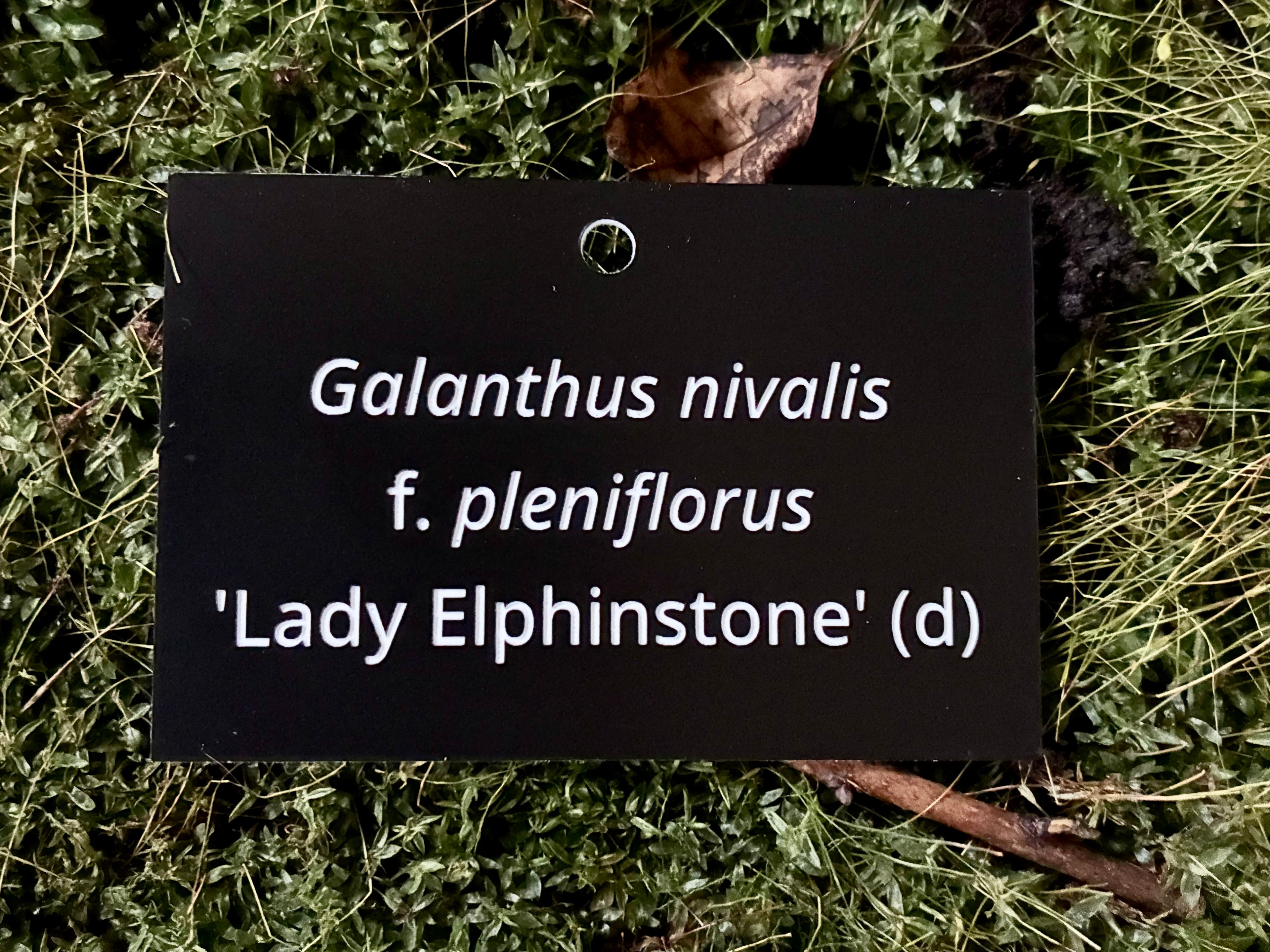 Galanthus nivalis f. pleniflorus 'Lady Elphinstone' (d) - Plant label