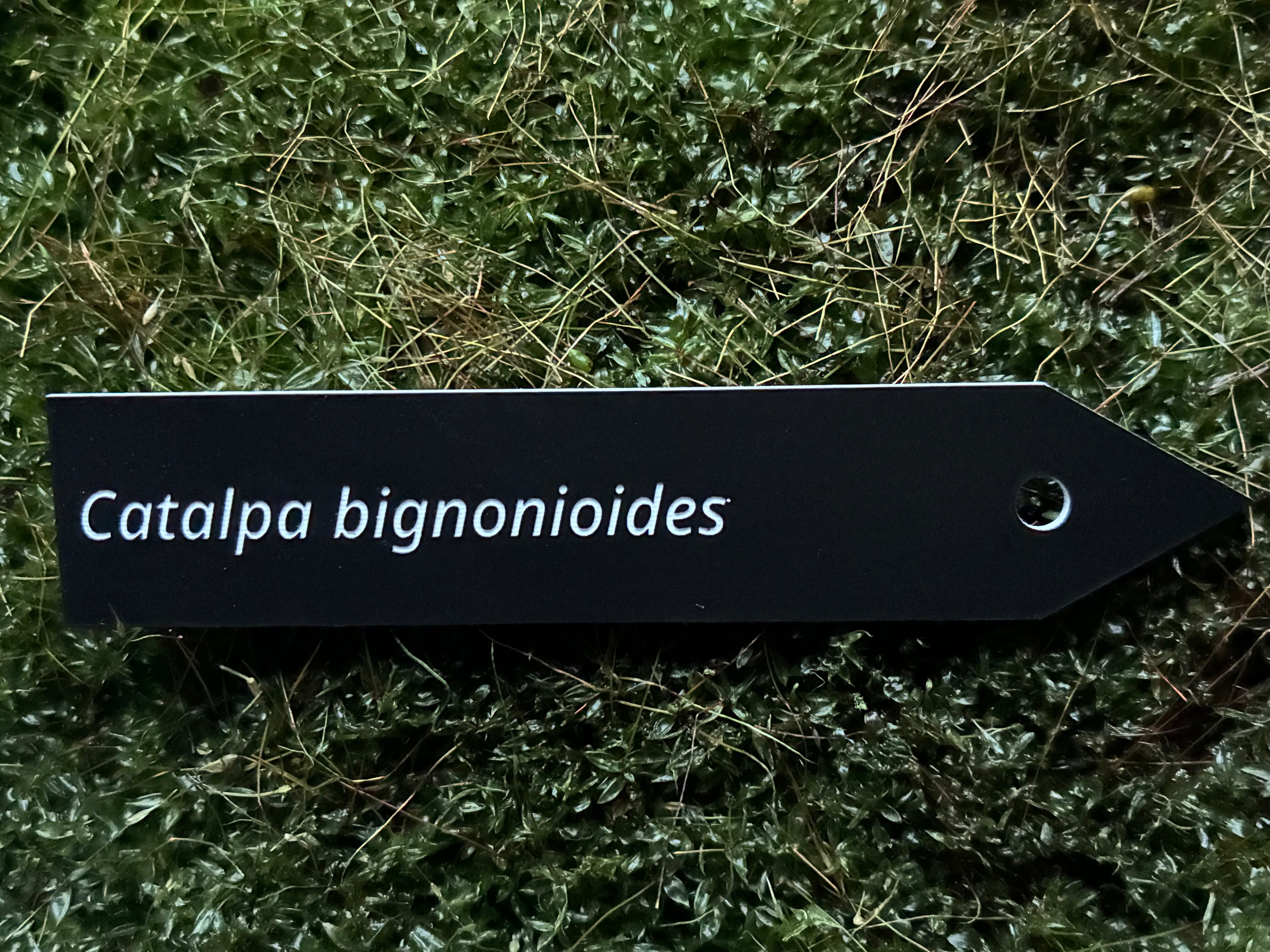 Catalpa bignonioides - Plant label