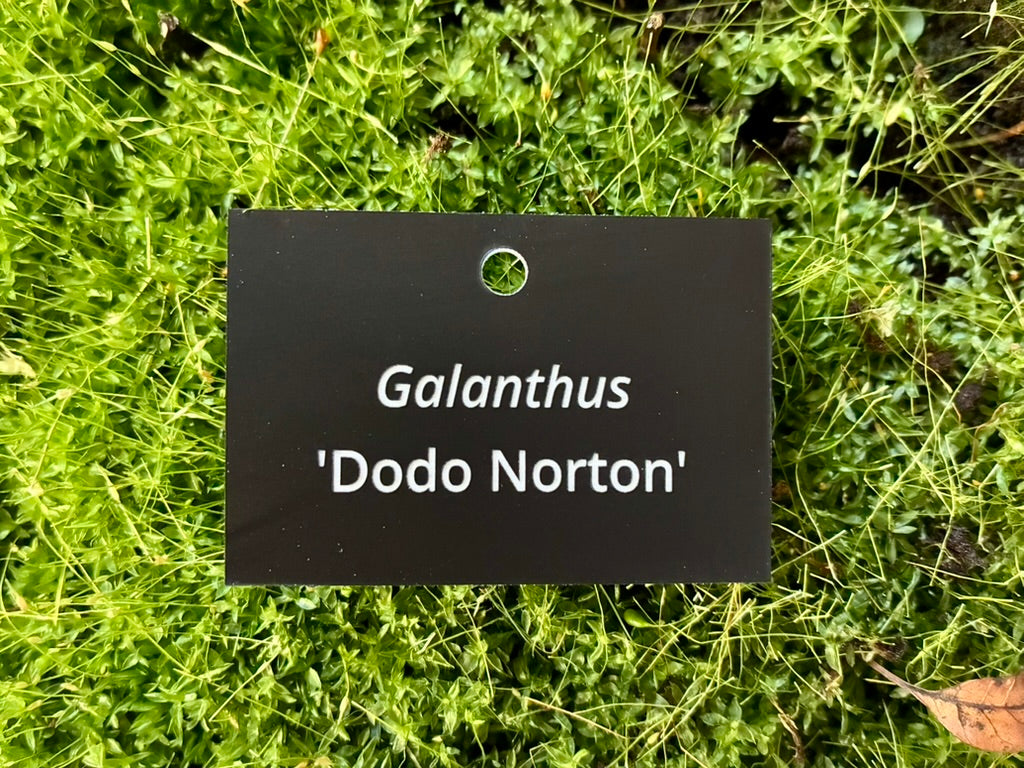 Galanthus 'Dodo Norton' - Plant label