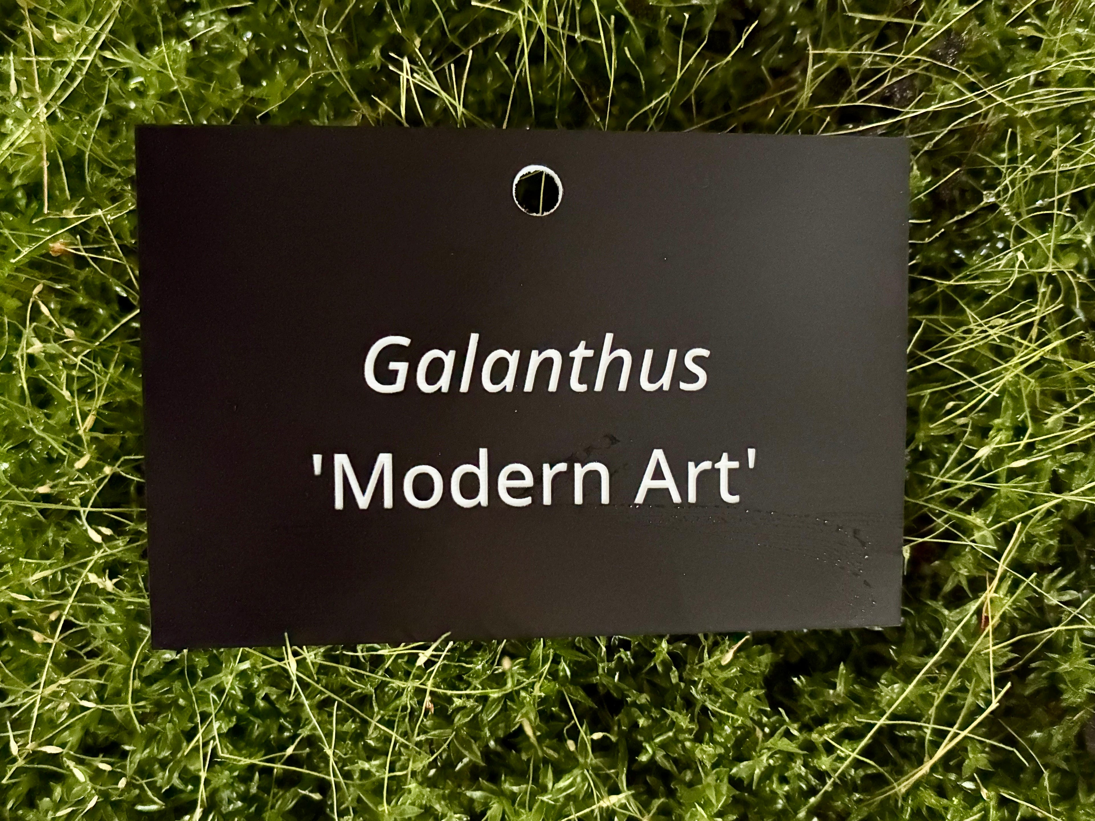 Galanthus 'Modern Art' - Plant label