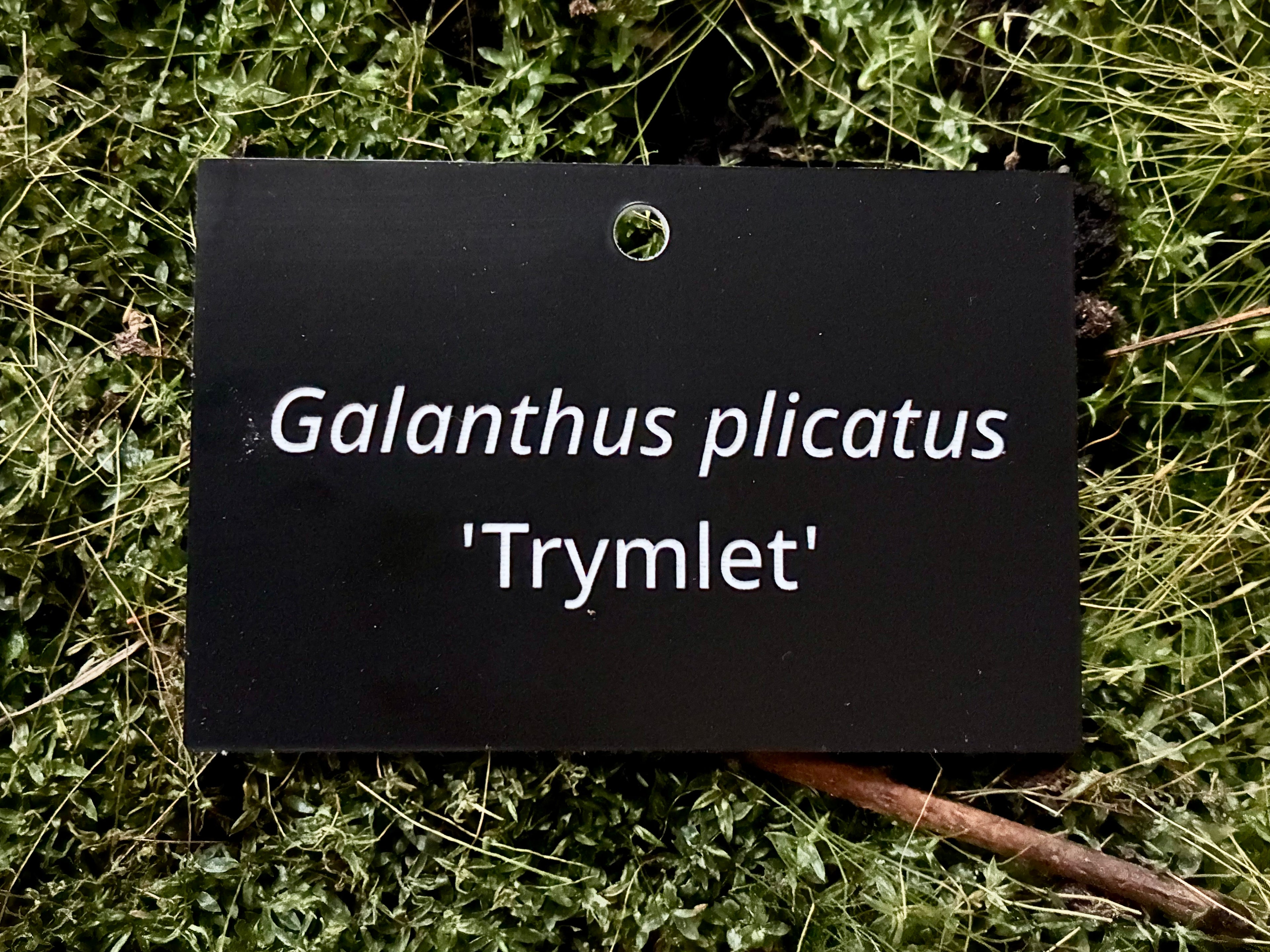 Galanthus plicatus 'Trymlet' - Plant label