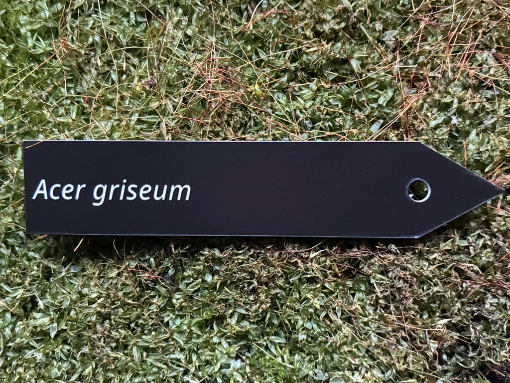 Acer griseum - Plant label