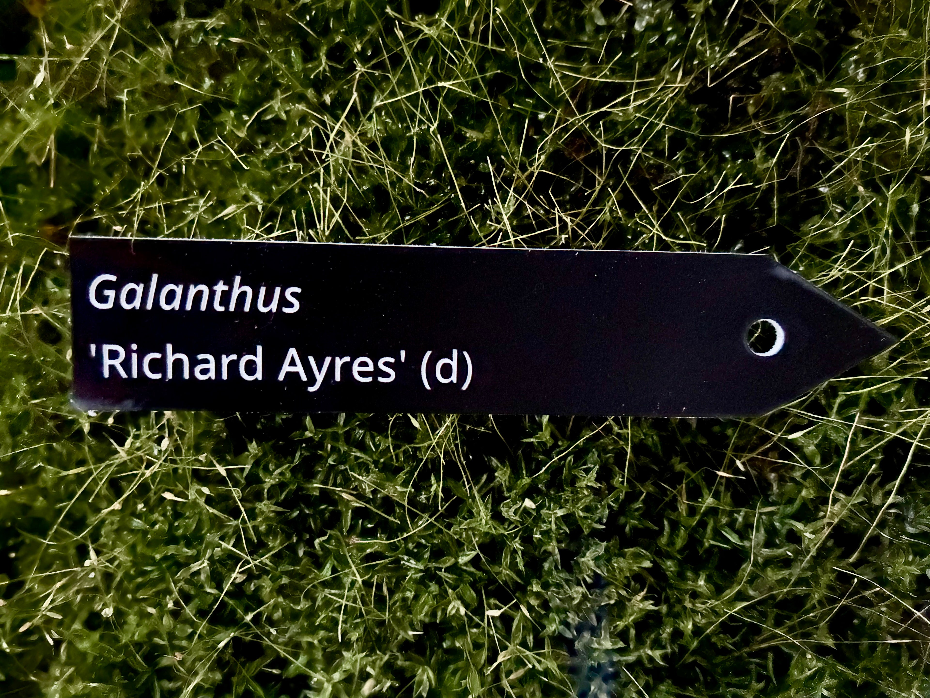 Galanthus 'Richard Ayres' (d) - Plant label