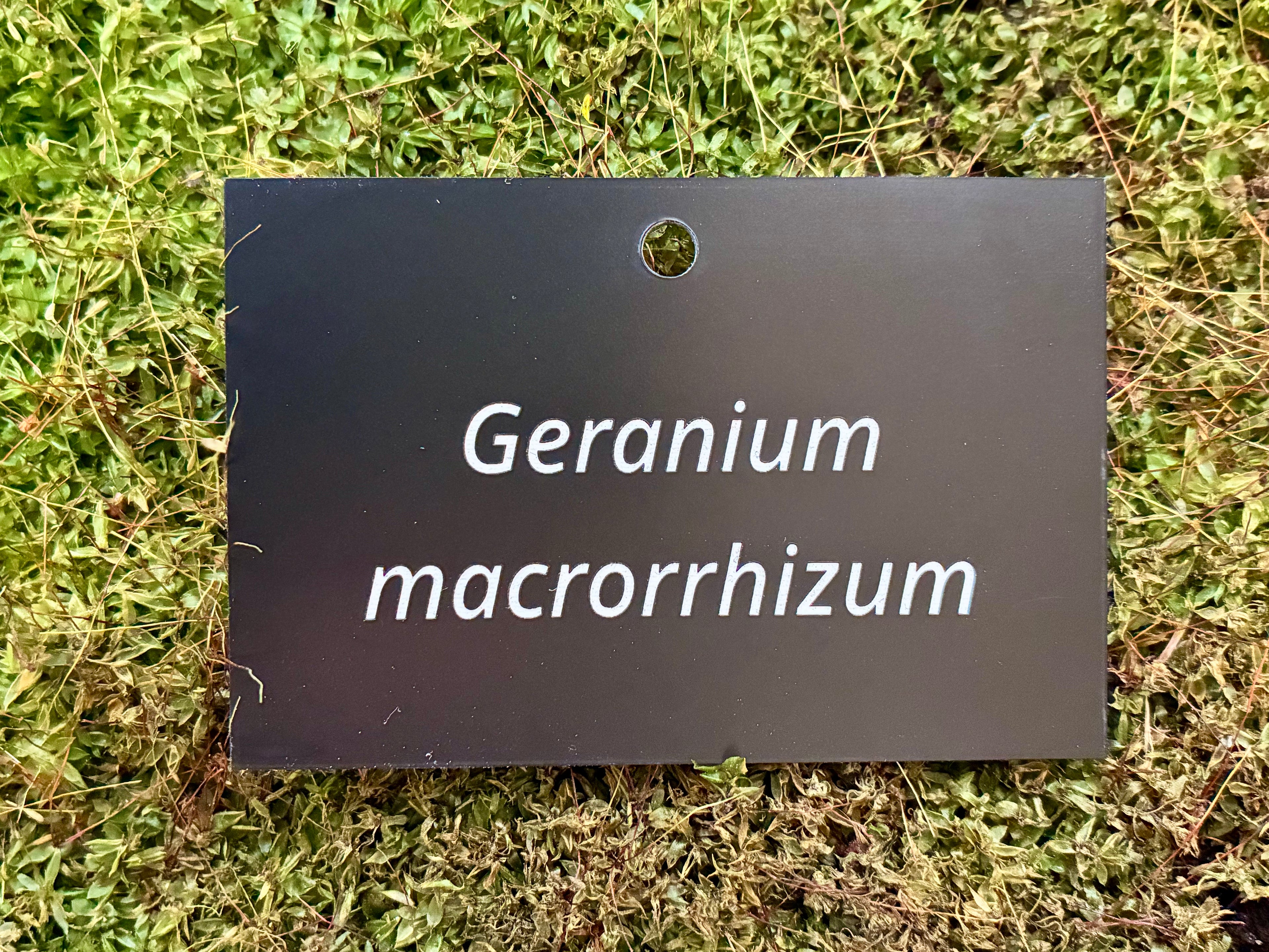 Geranium macrorrhizum - Plant label