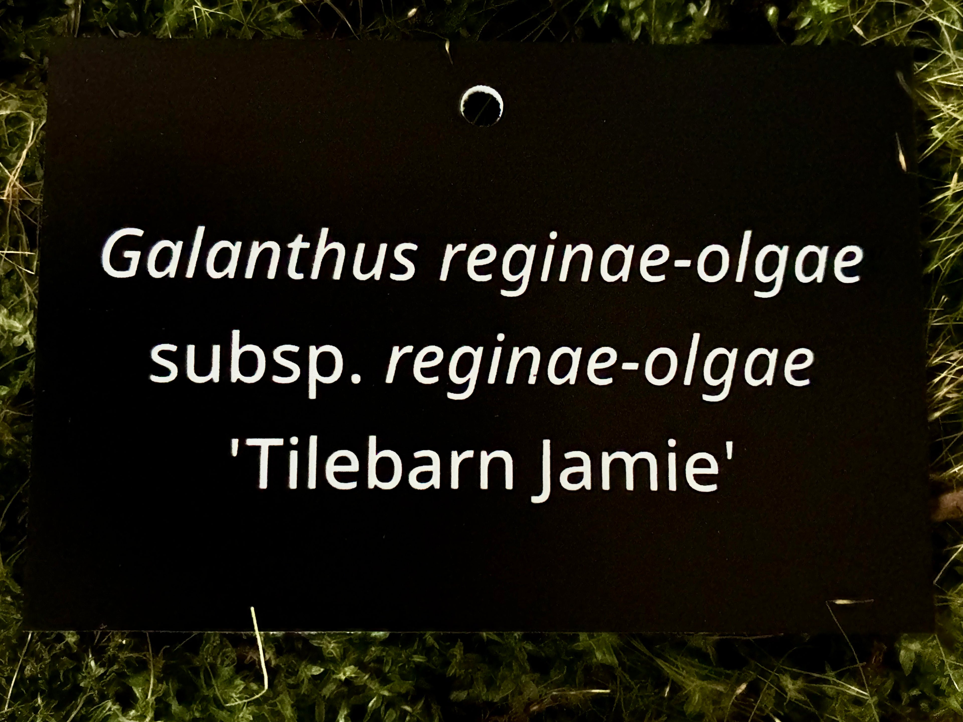 Galanthus reginae-olgae subsp. reginae-olgae 'Tilebarn Jamie' - Plant label