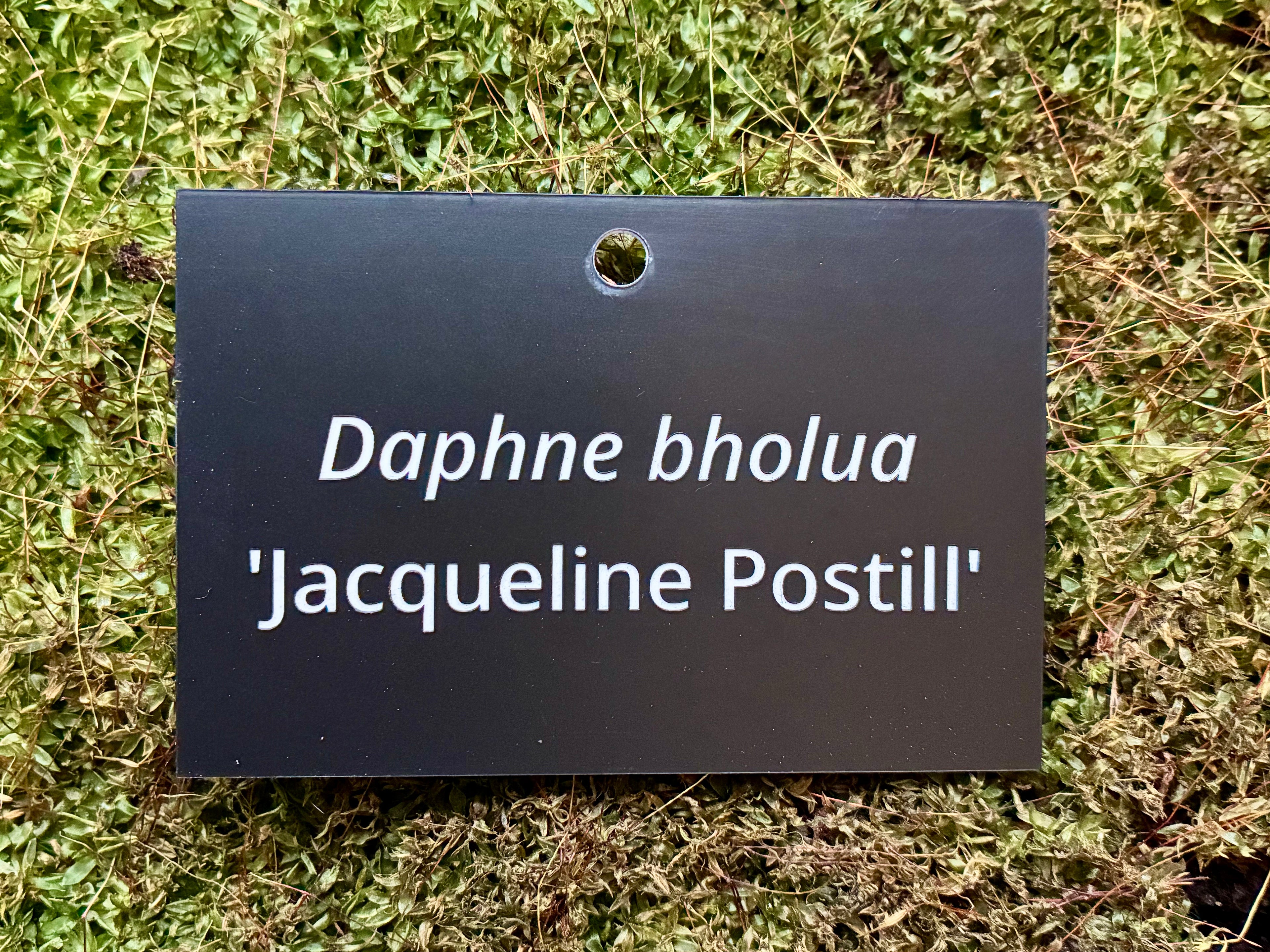 Daphne bholua 'Jacqueline Postill' - Plant label