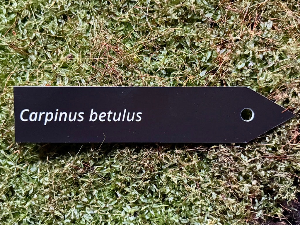 Carpinus betulus - Plant label
