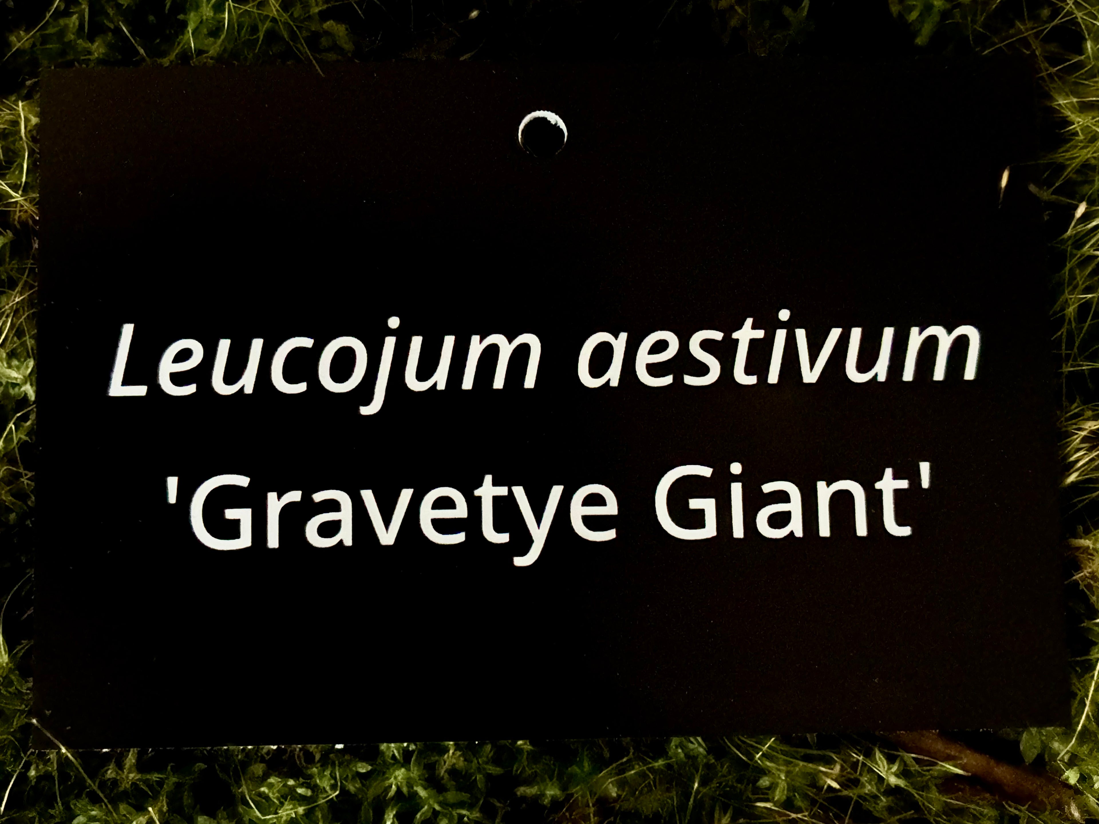 Leucojum aestivum 'Gravetye Giant' - Plant label