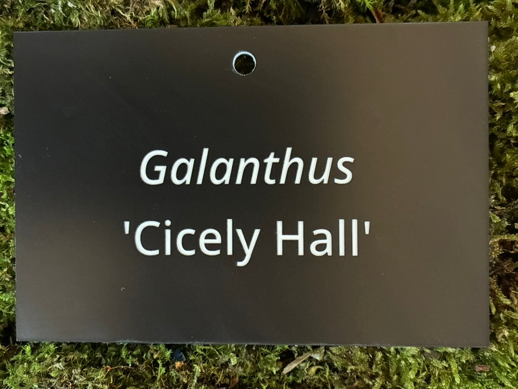 Galanthus 'Cicely Hall' - Plant label