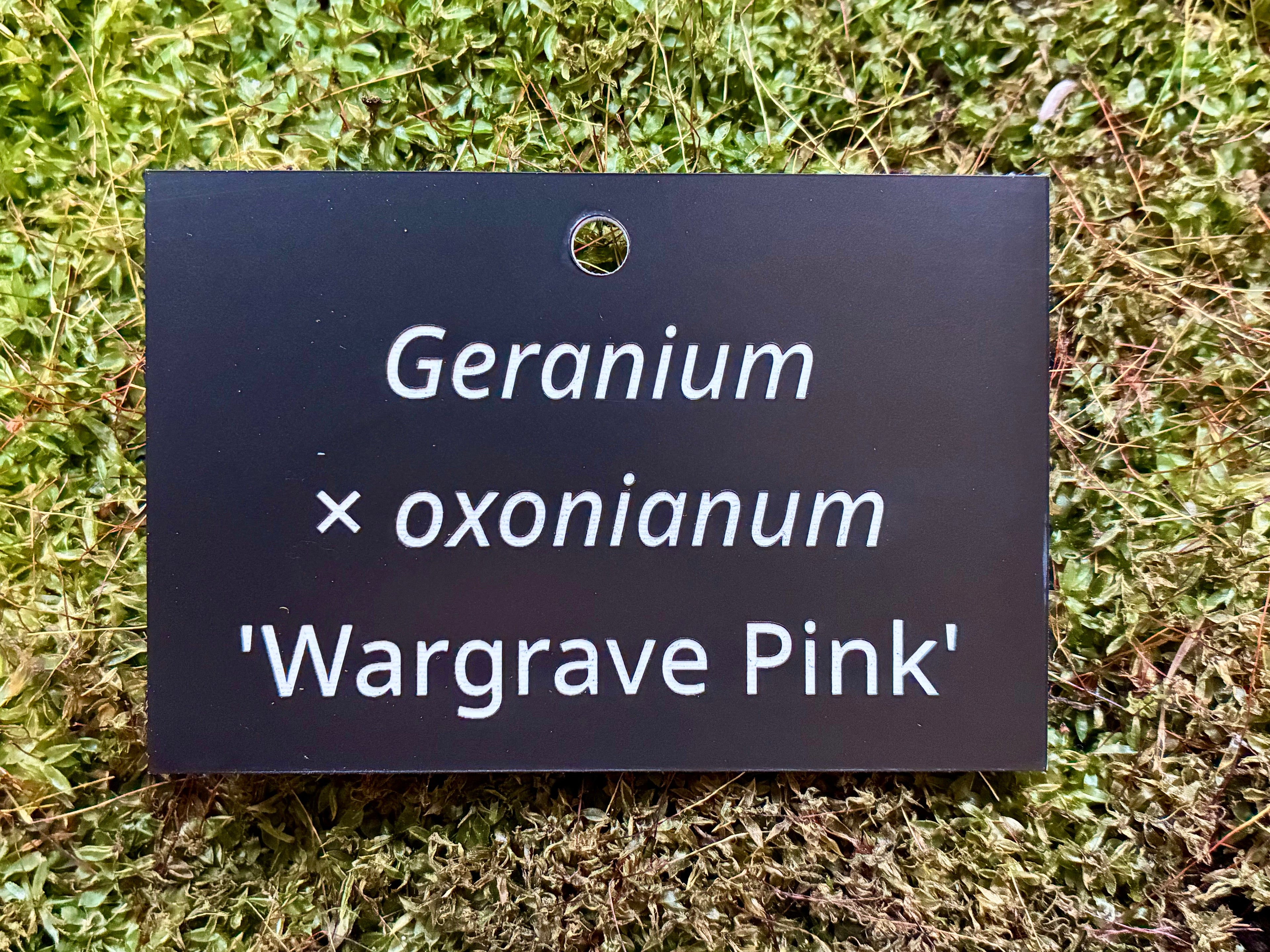 Geranium × oxonianum 'Wargrave Pink' - Plant label