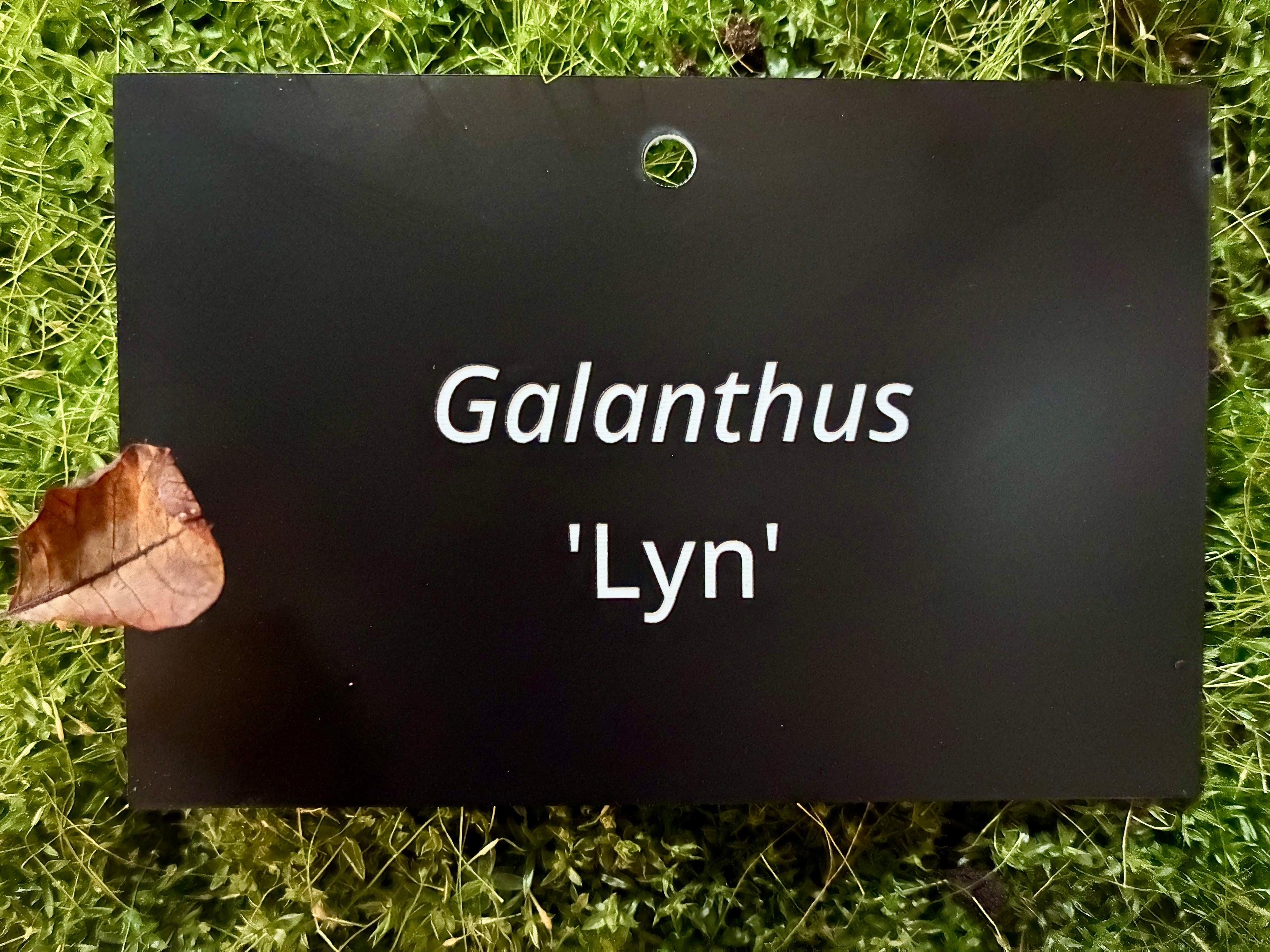 Galanthus 'Lyn' - Plant label
