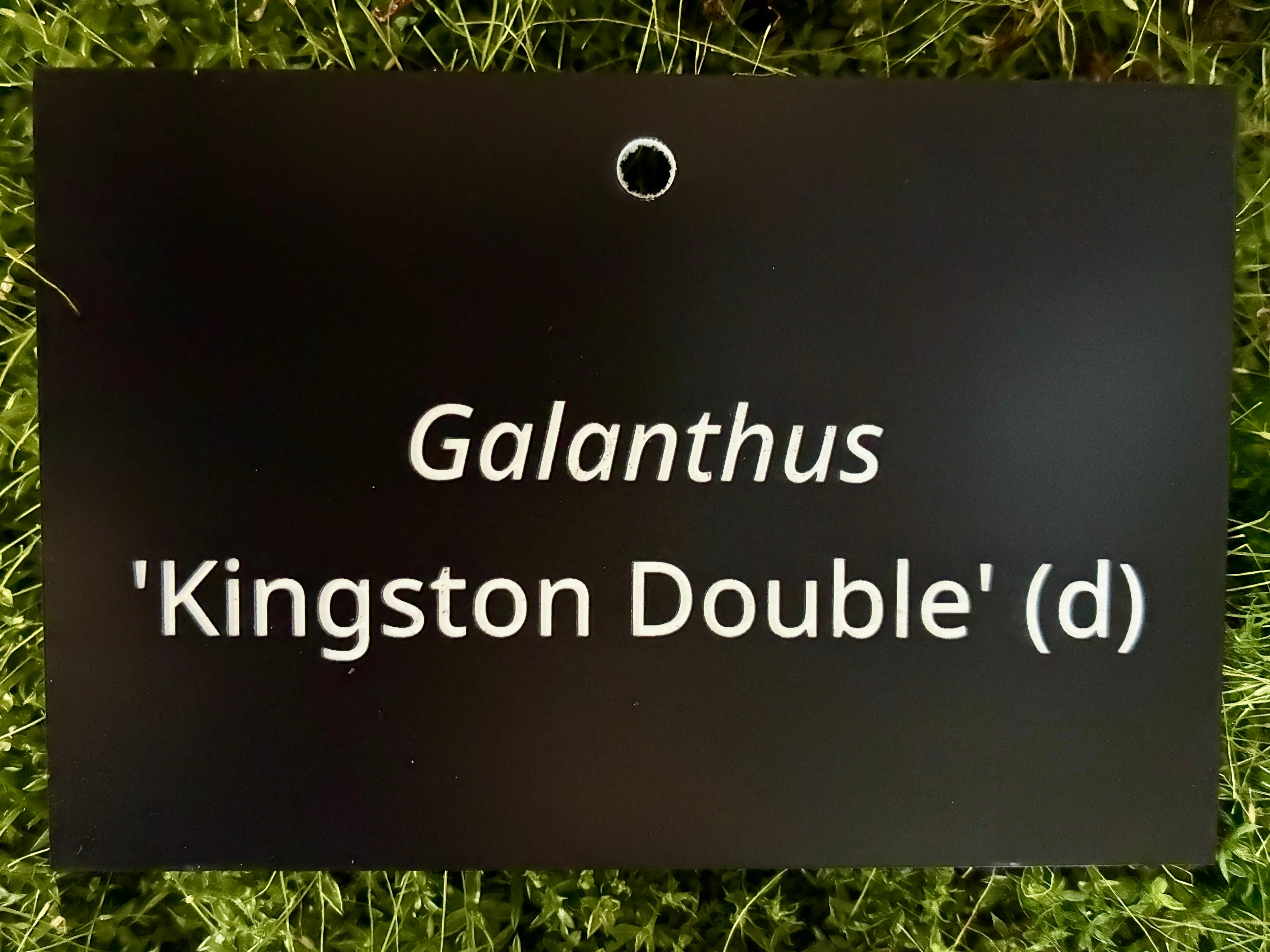 Galanthus 'Kingston Double' (d) - Plant label