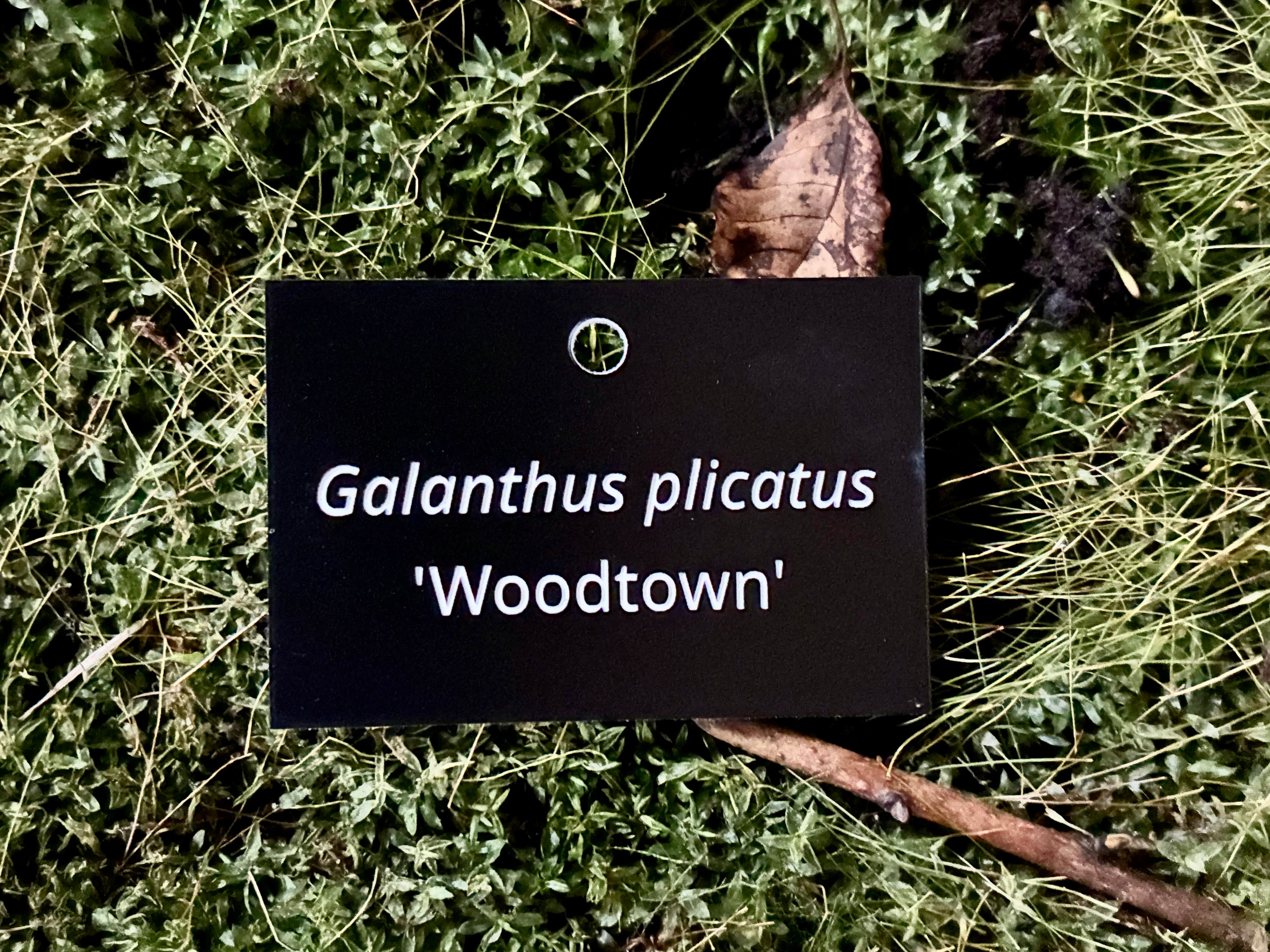 Galanthus plicatus 'Woodtown' - Plant label