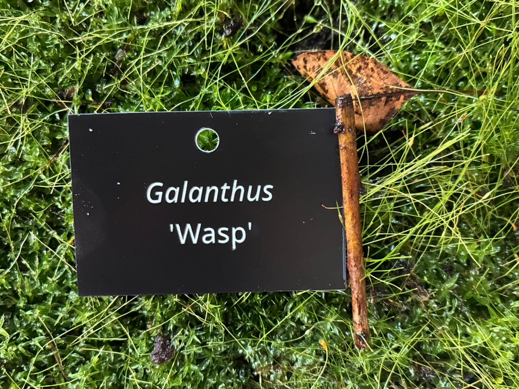Galanthus 'Wasp' - Plant label