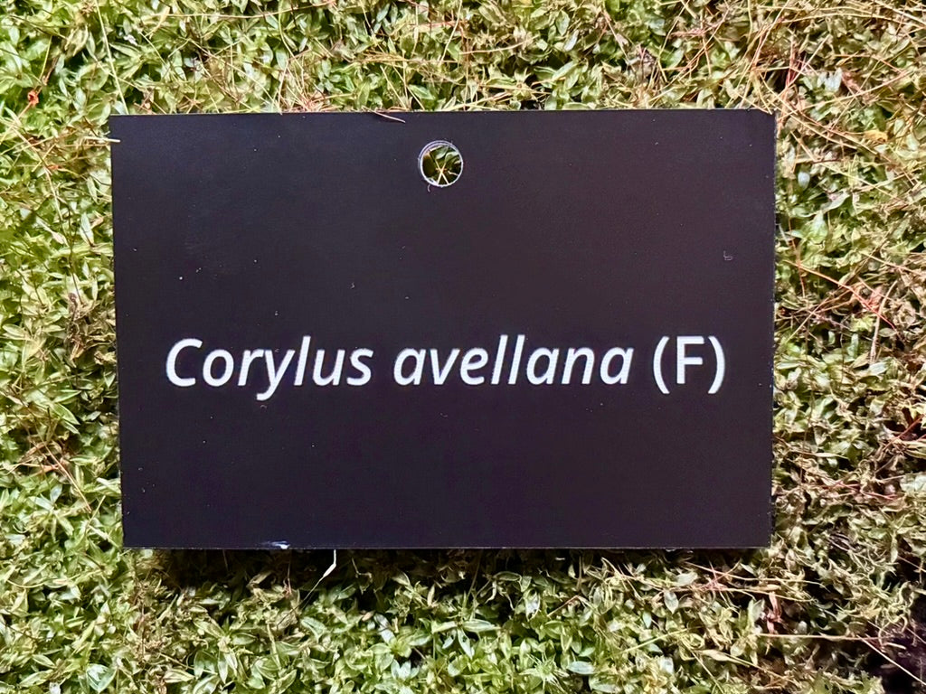 Corylus avellana (F) - Plant label