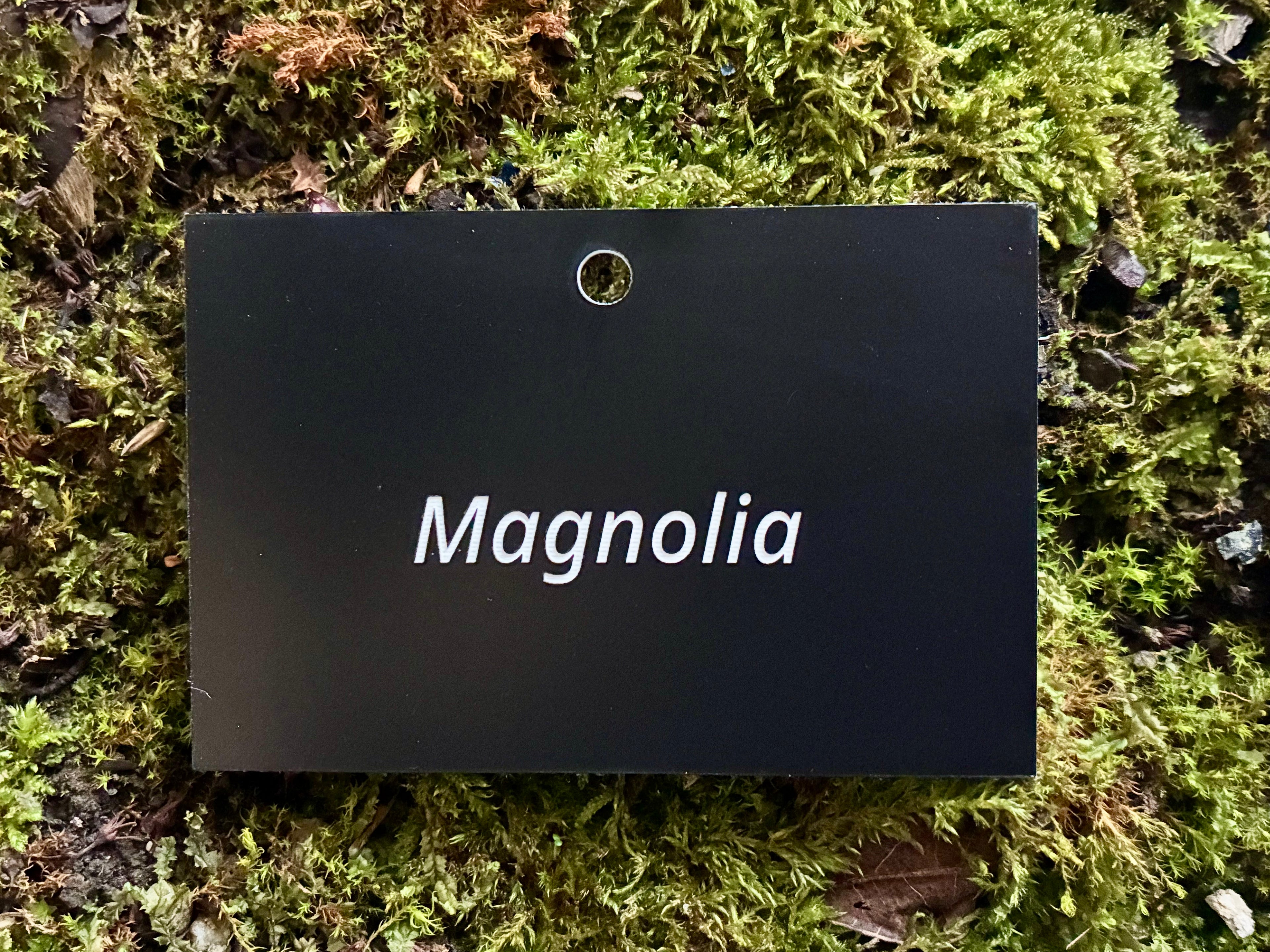 Magnolia - Plant label