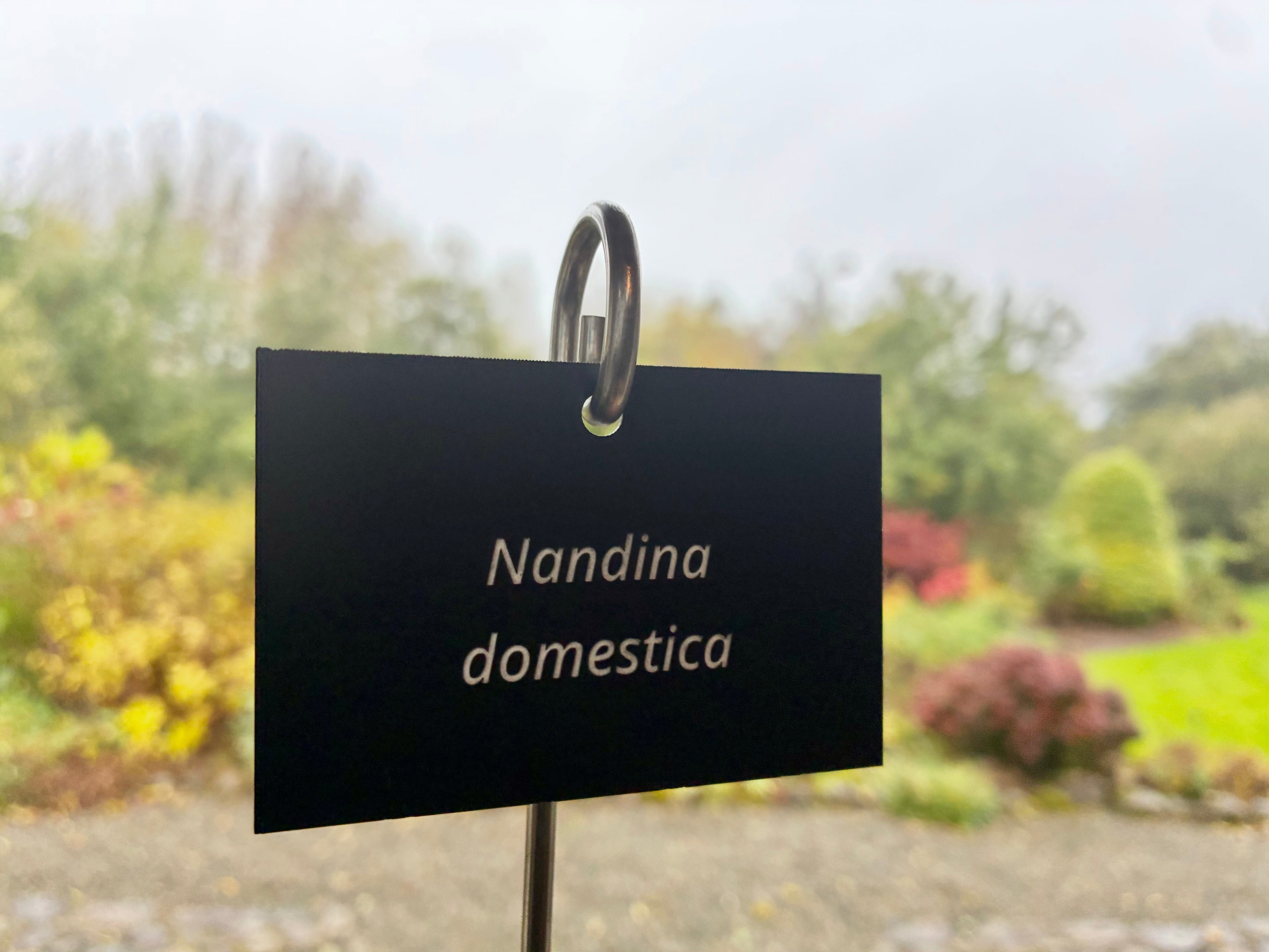 Nandina domestica - Plant label