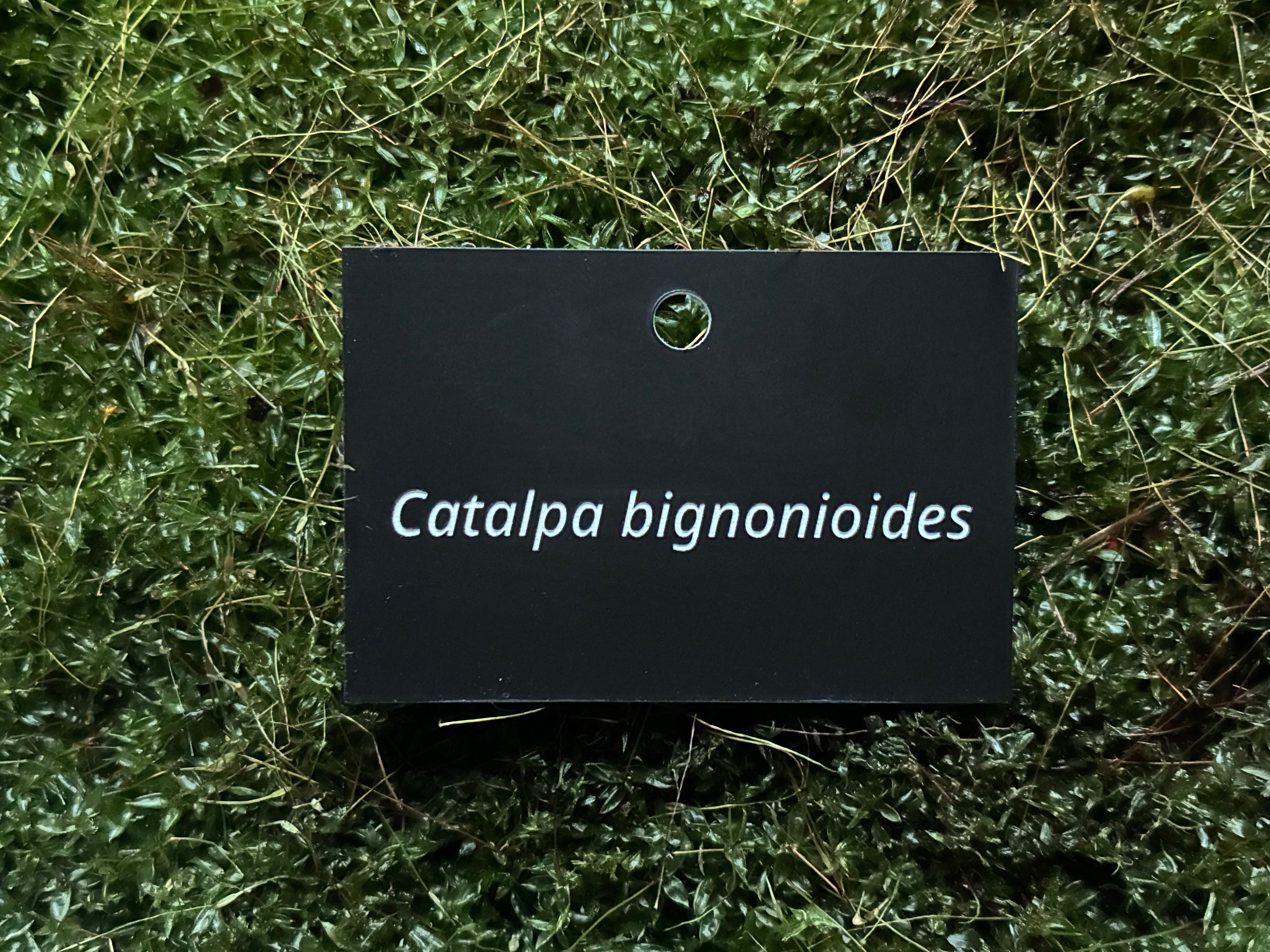 Catalpa bignonioides - Plant label