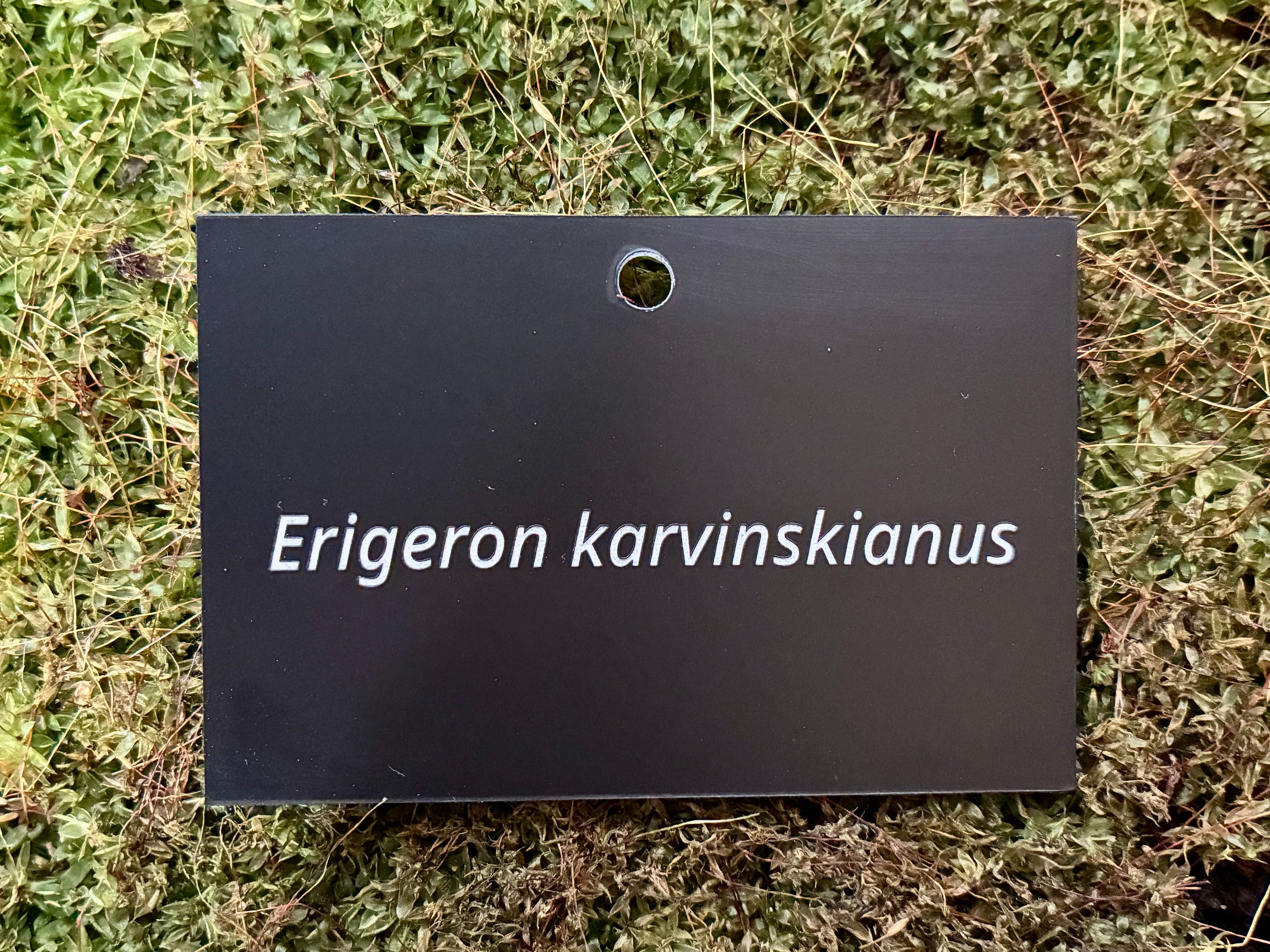 Erigeron karvinskianus - Plant label