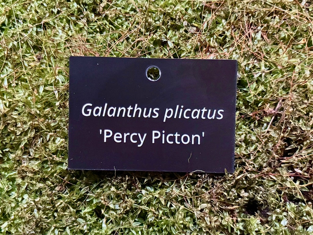 Galanthus plicatus 'Percy Picton' - Plant label