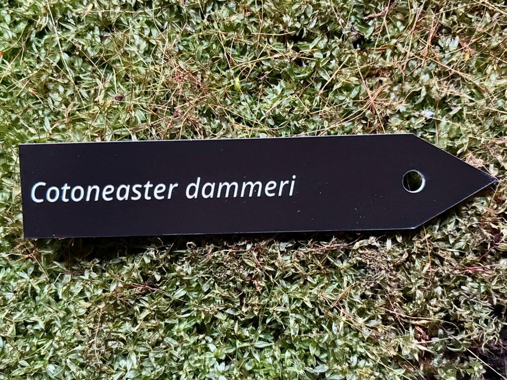 Cotoneaster dammeri - Plant label