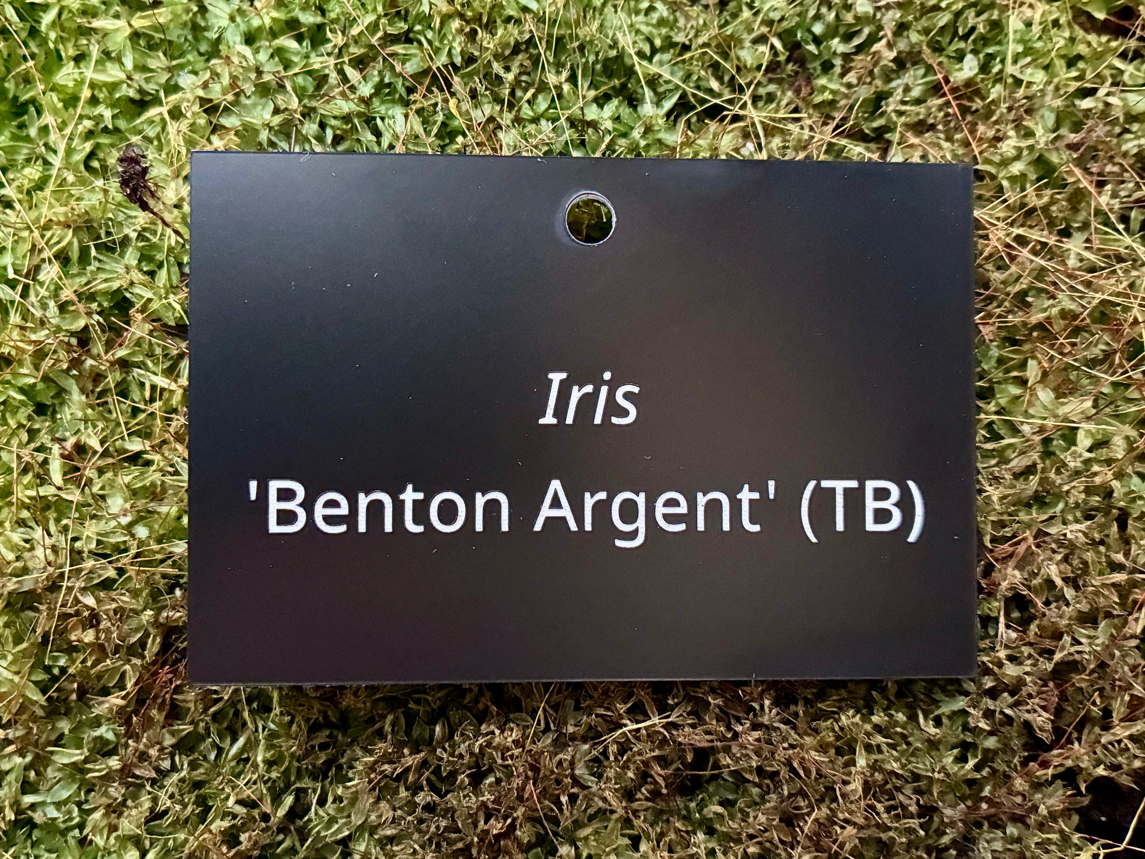 Iris 'Benton Argent' (TB) - Plant label