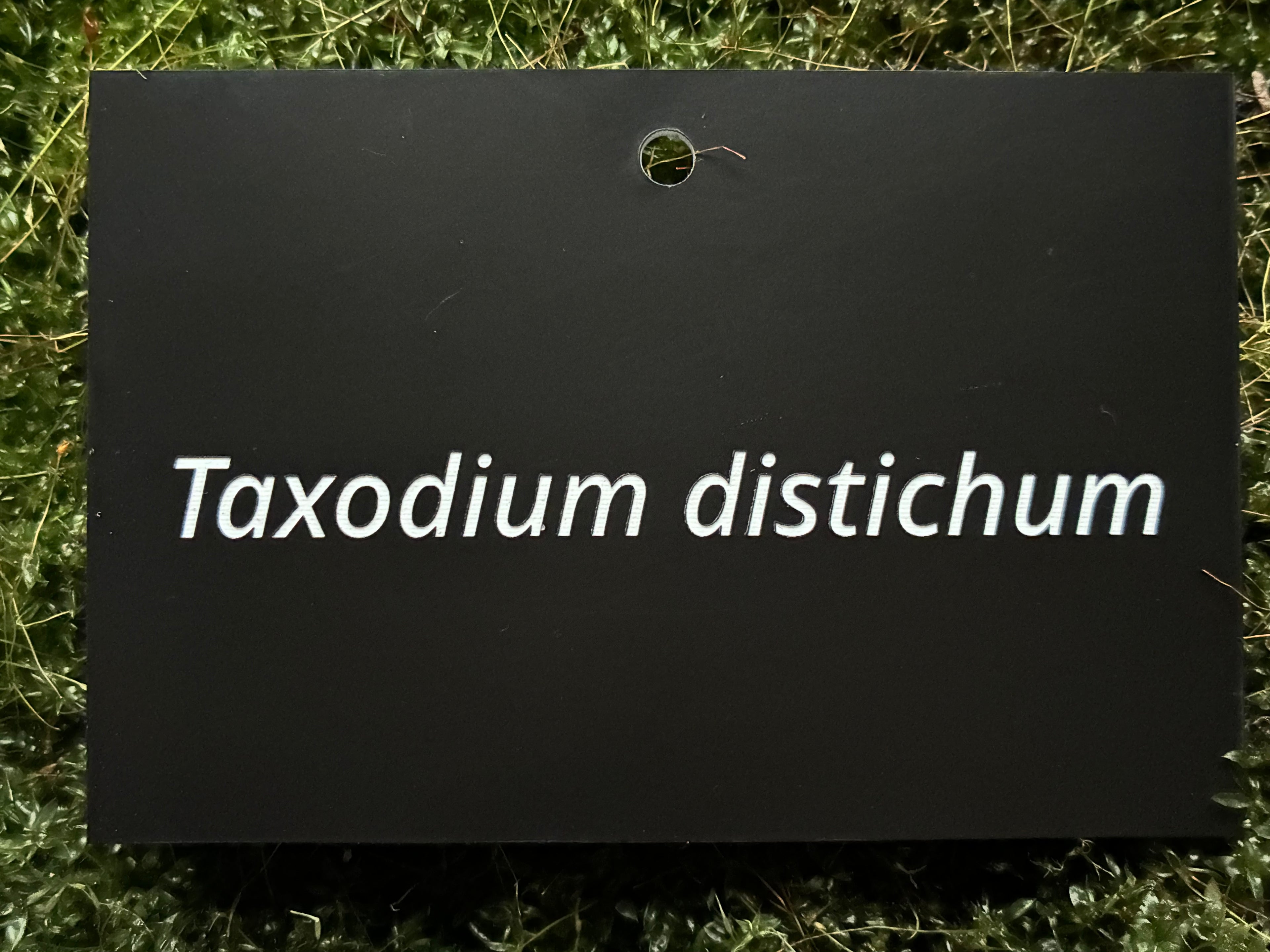 Taxodium distichum - Plant label