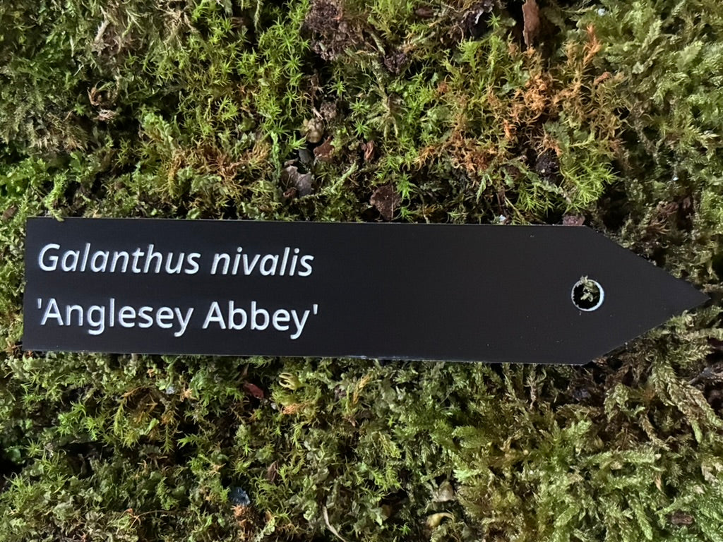 Galanthus nivalis 'Anglesey Abbey' - Plant label