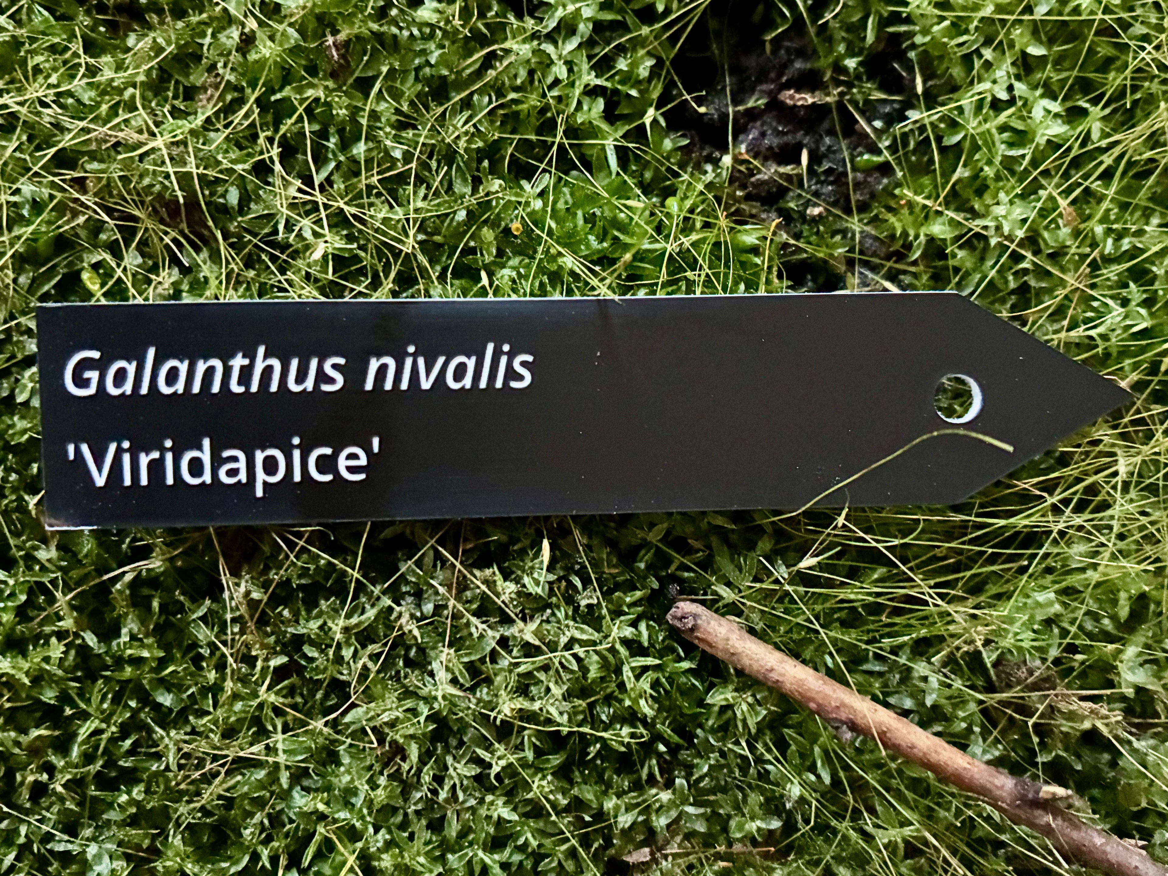 Galanthus nivalis 'Viridapice' - Plant label