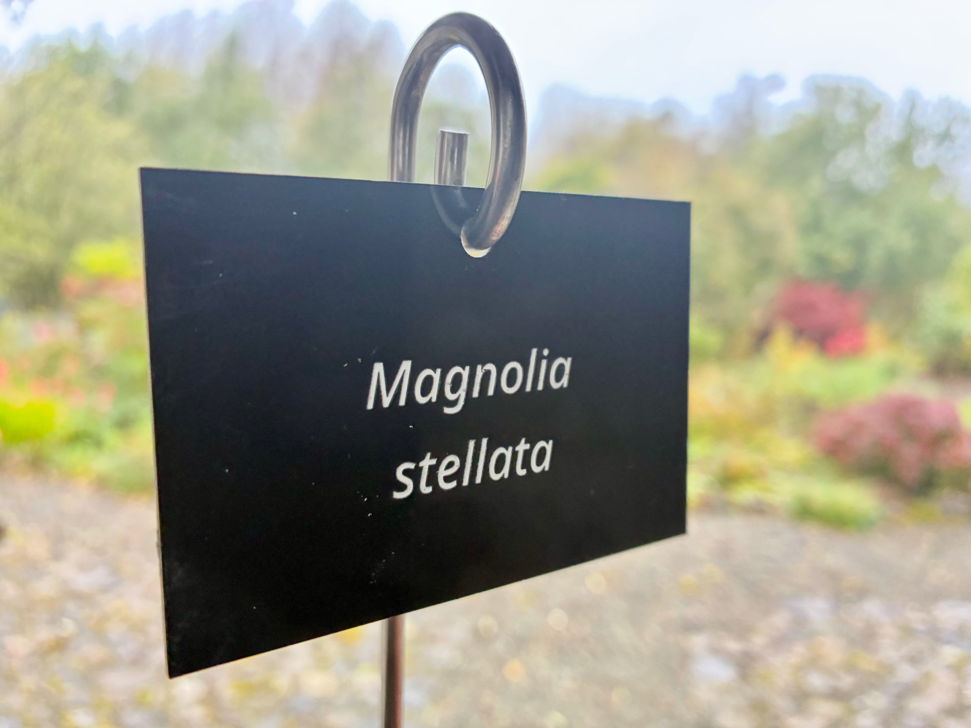 Magnolia stellata - Plant label