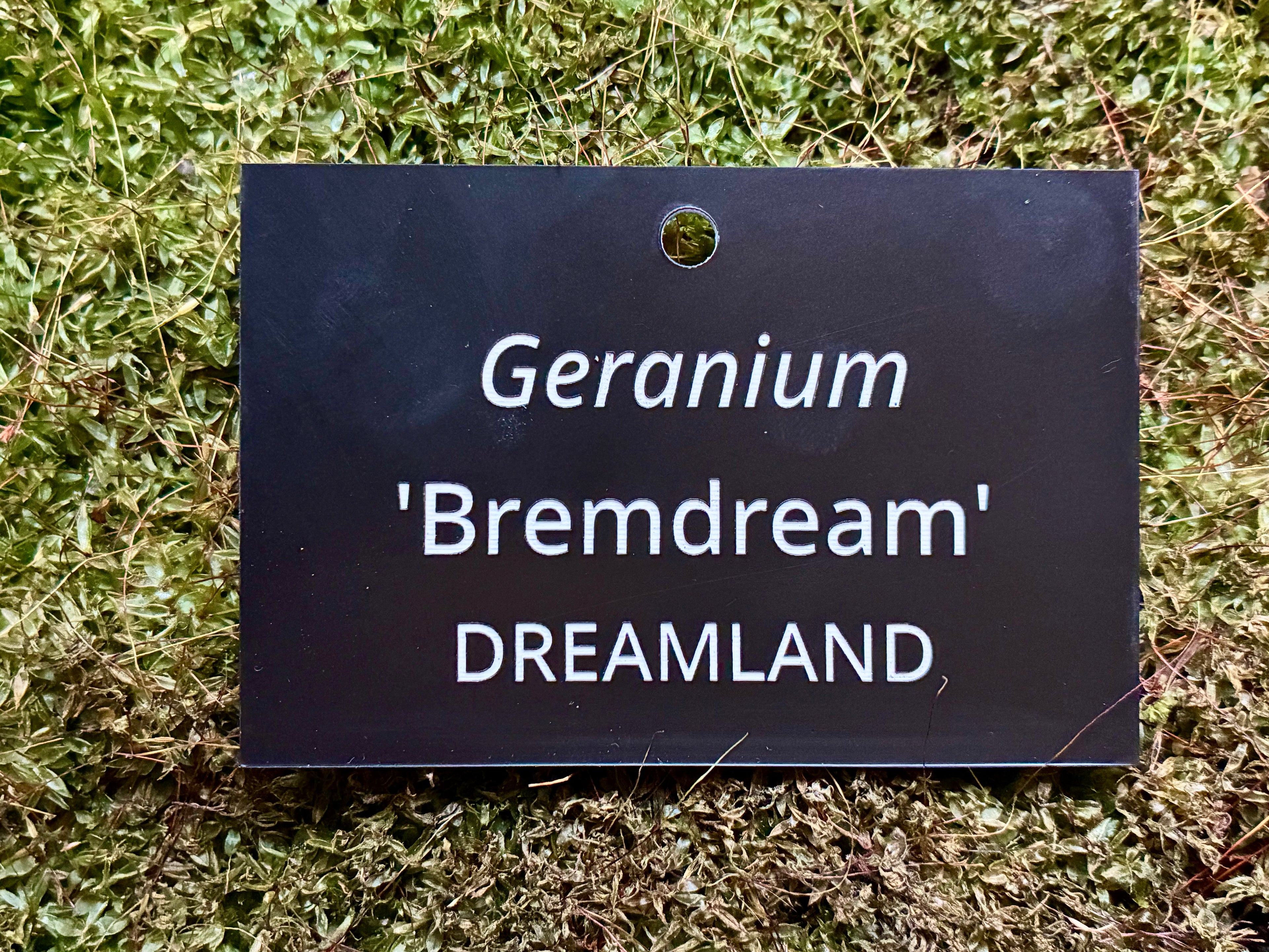 Geranium 'Bremdream' DREAMLAND - Plant label