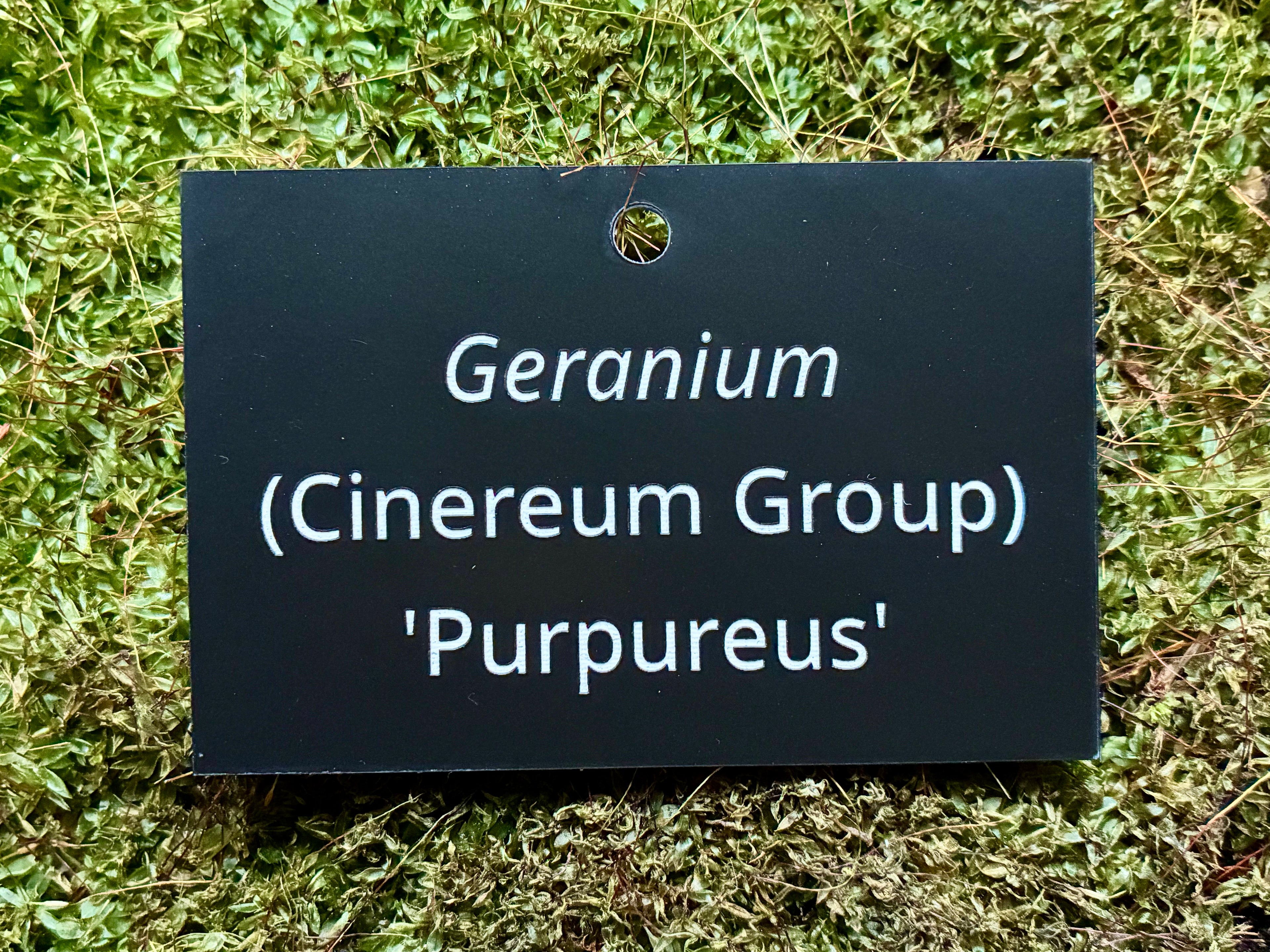 Geranium (Cinereum Group) 'Purpureus' - Plant label