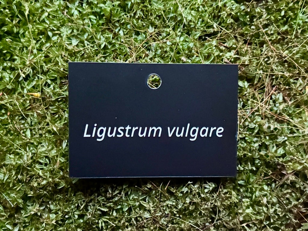 Ligustrum vulgare - Plant label