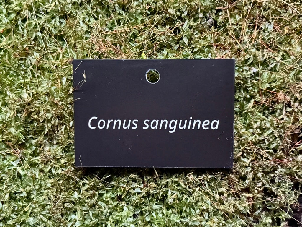 Cornus sanguinea - Plant label