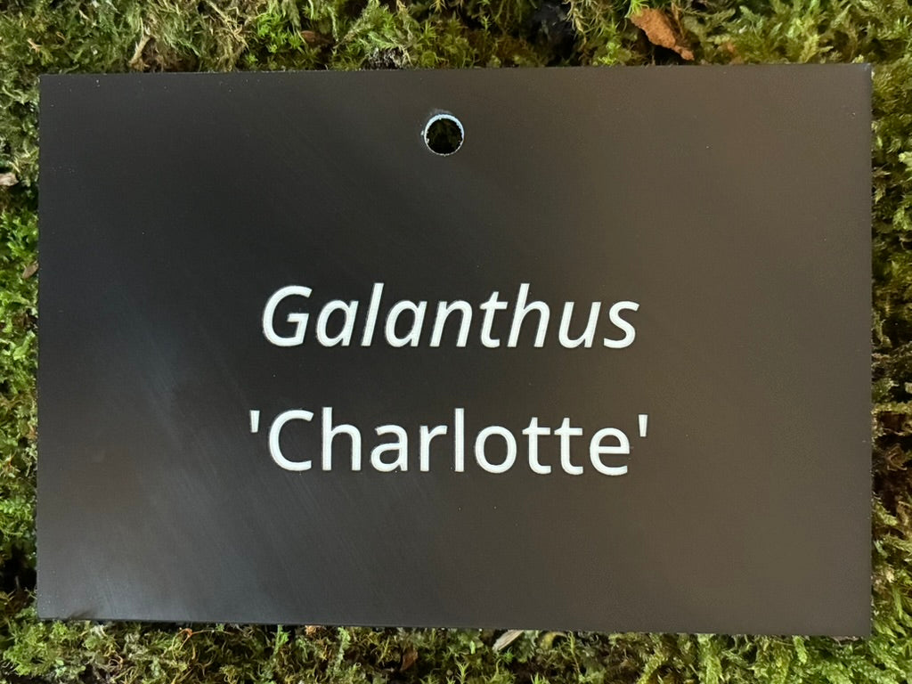 Galanthus 'Charlotte' - Plant label