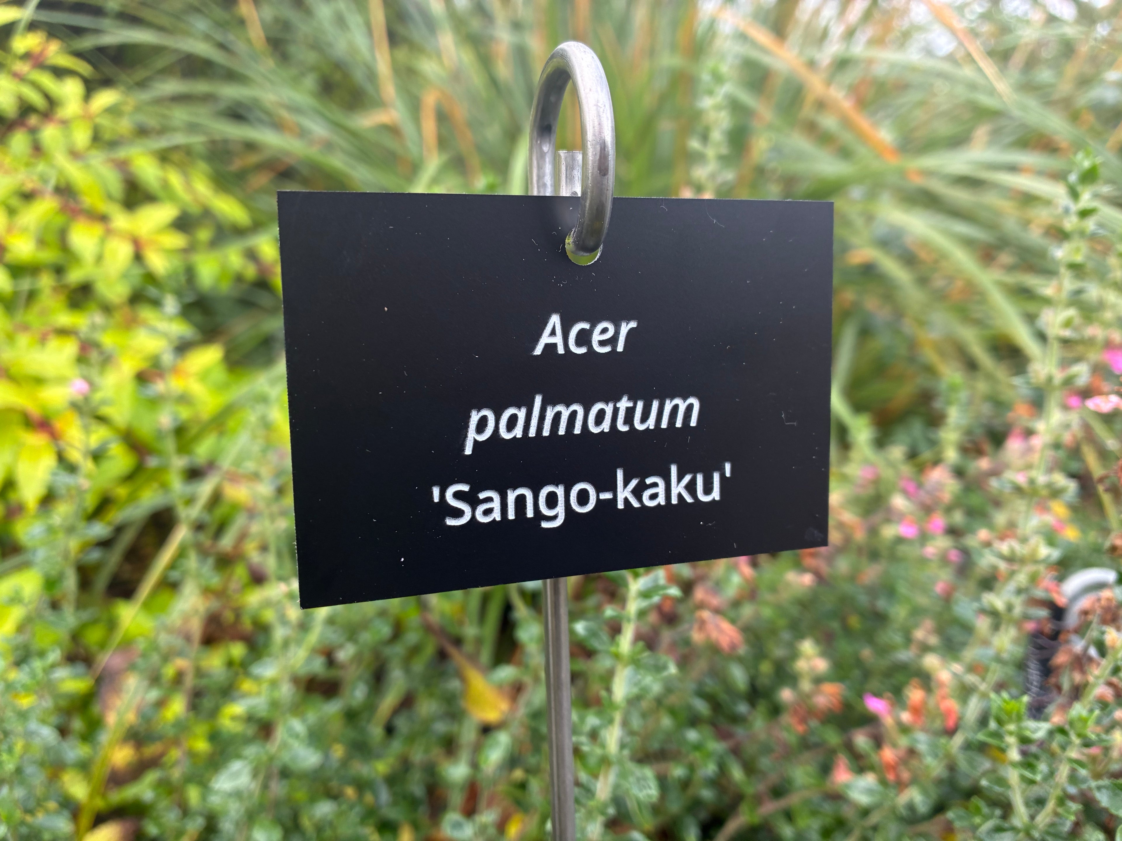 Acer palmatum 'Sango-kaku' - Plant label