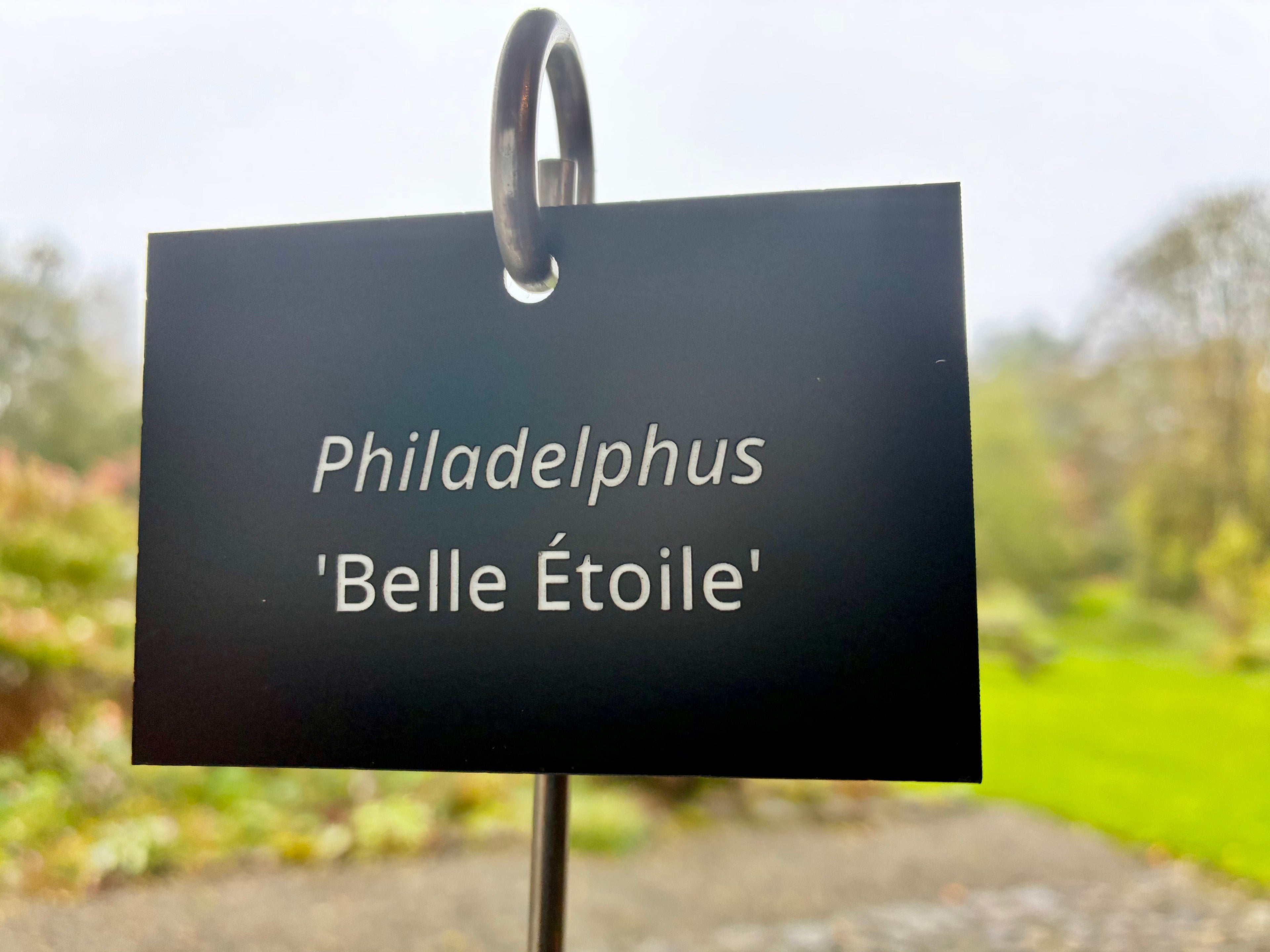 Philadelphus 'Belle Étoile' - Plant label