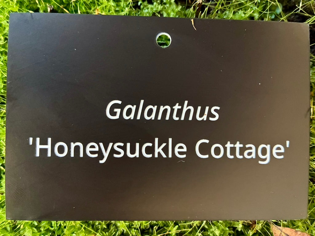 Galanthus 'Honeysuckle Cottage' - Plant label