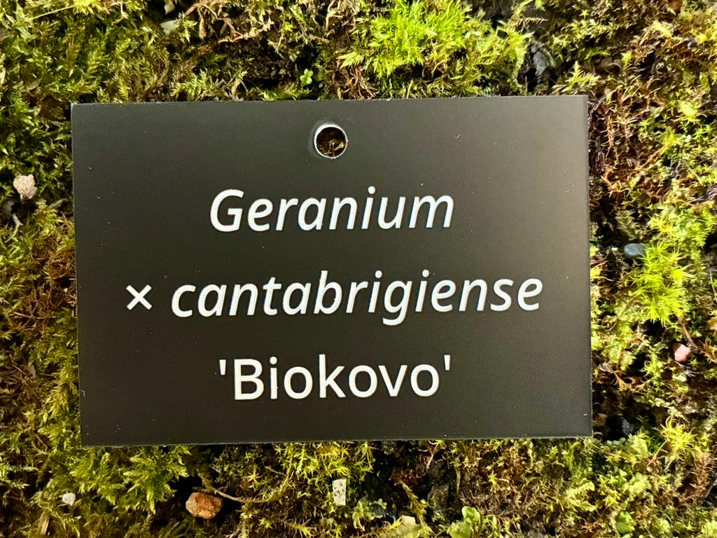 Geranium × cantabrigiense 'Biokovo' - Plant label